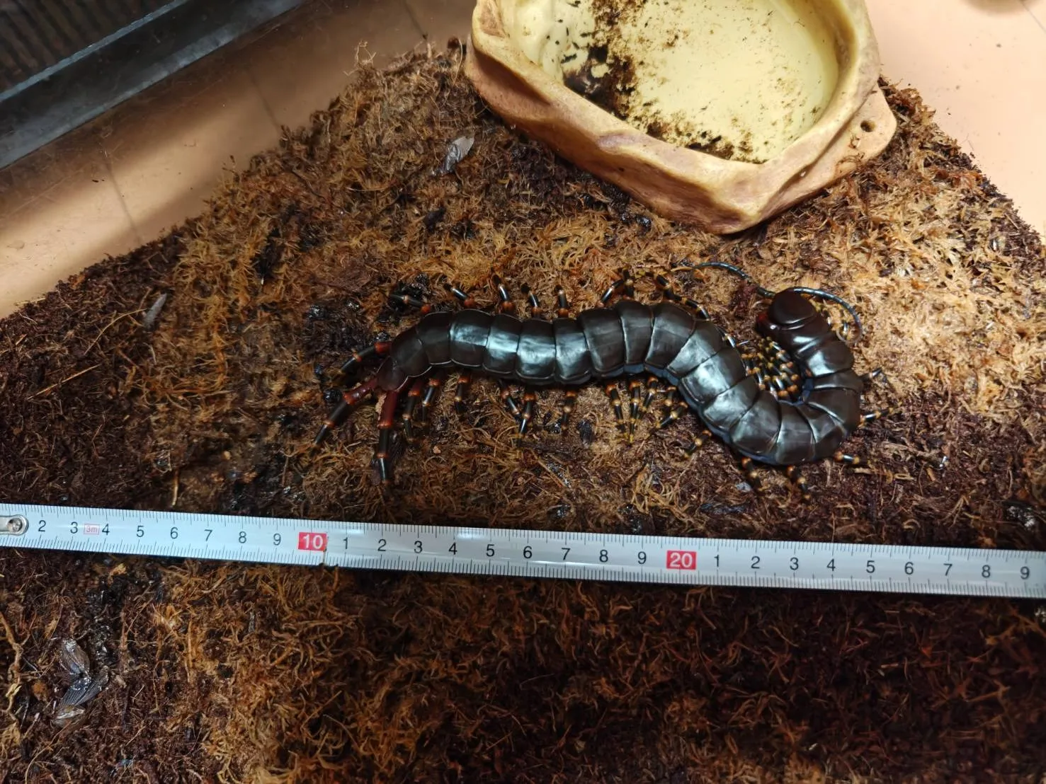 ベネズエラブラックジャイアント マルガリータ島産 ♀ 約21cm