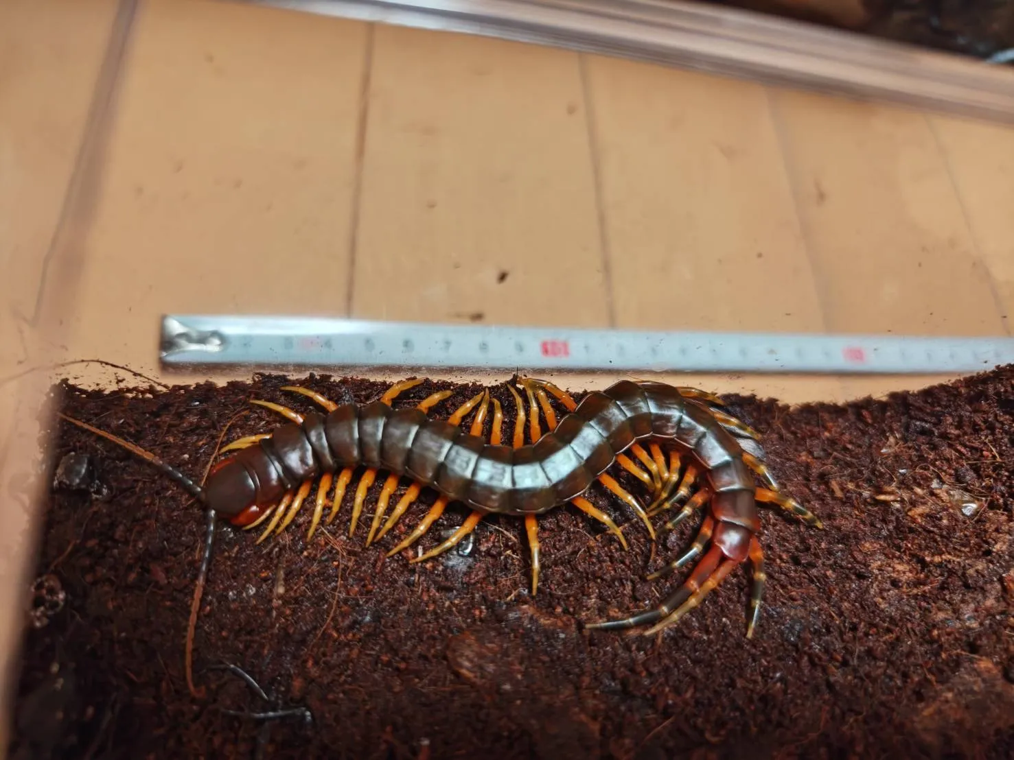 ガラパゴスジャイアントCB♂ 約15cm