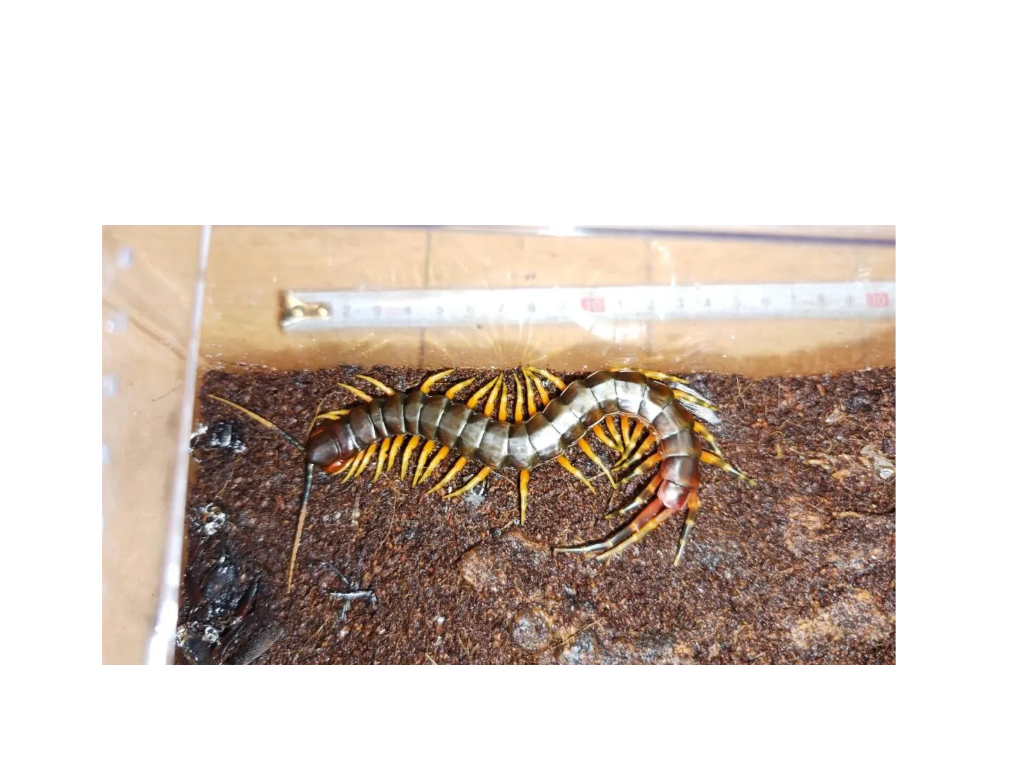 ガラパゴスジャイアントCB♂ 約15cm