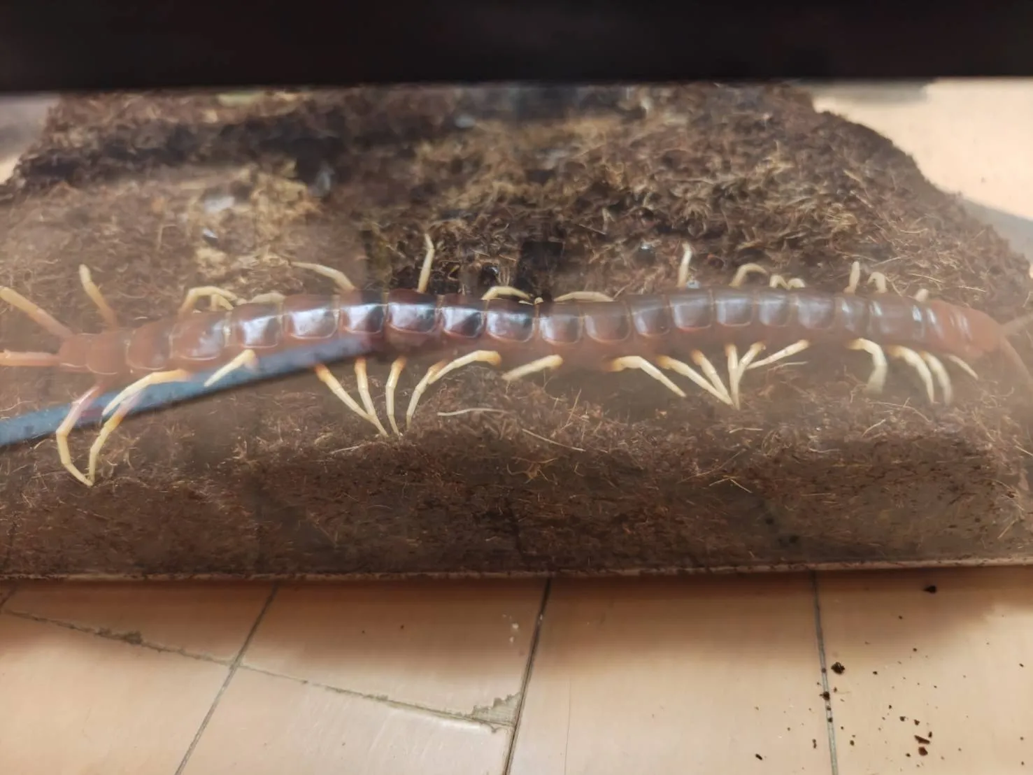 ペルビアンジャイアントCB 約27cm