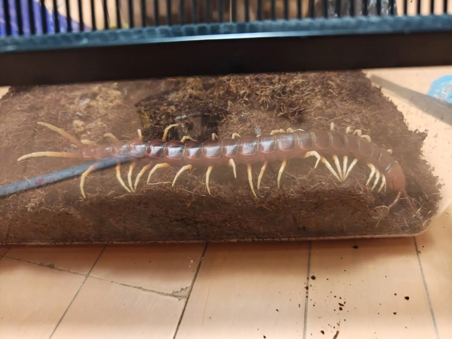 ペルビアンジャイアントCB 約27cm