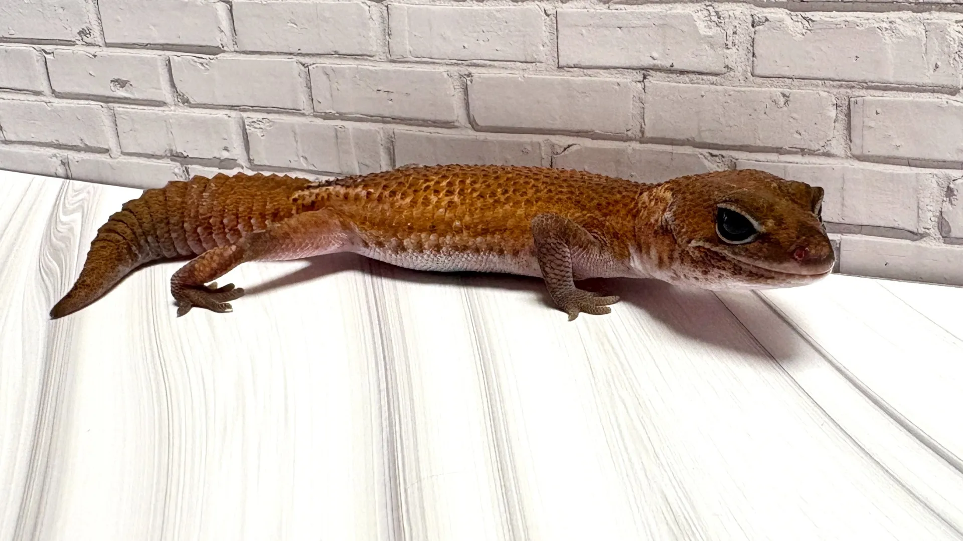 ニシアフリカトカゲモドキ　パターンレスhetキャラメル♀