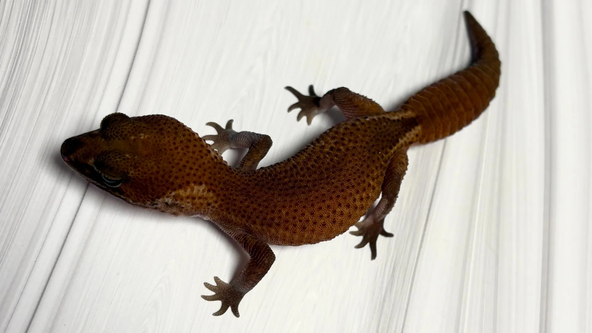 ニシアフリカトカゲモドキ　パターンレスhetキャラメル♀