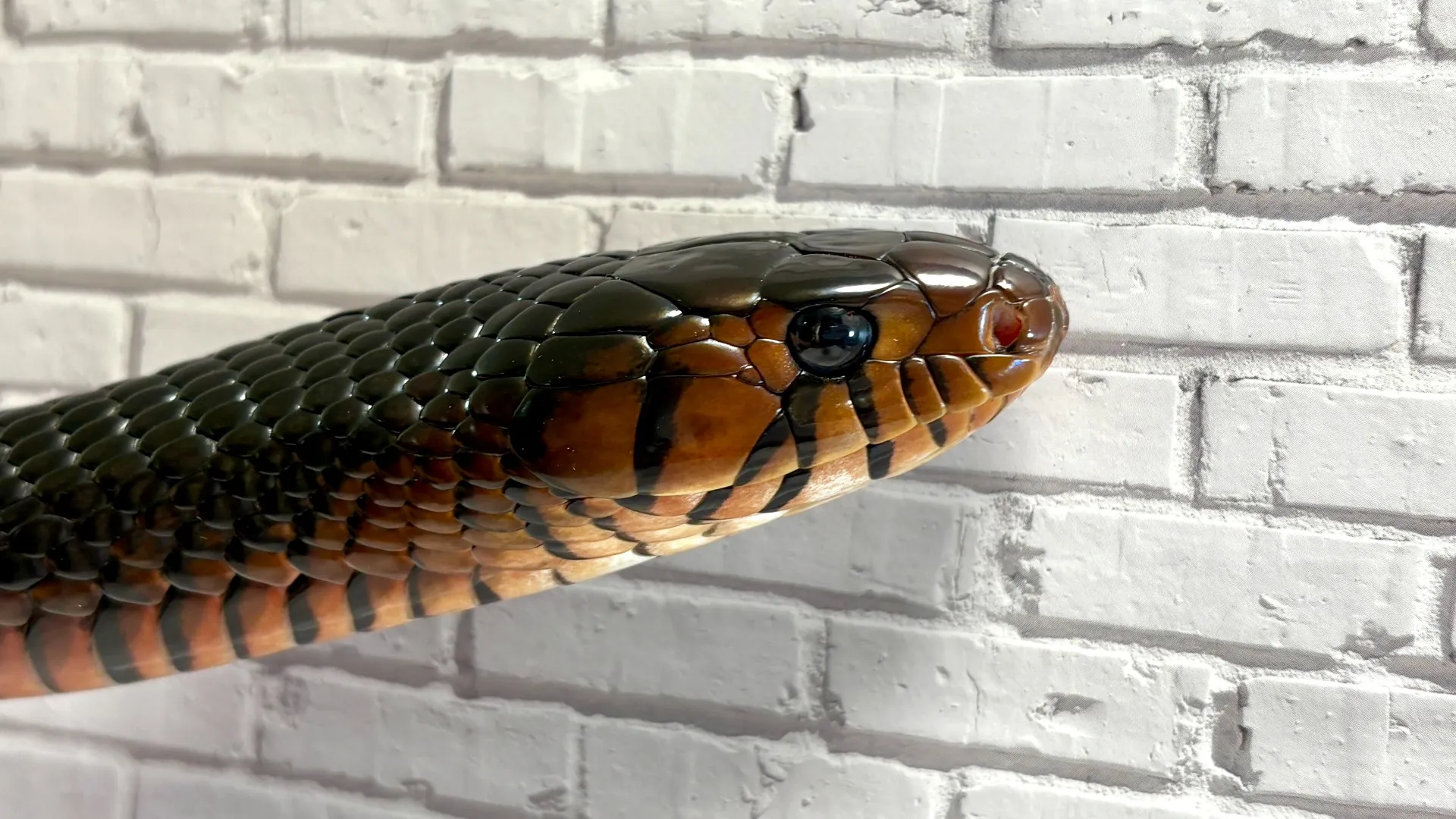 トウブインディゴスネーク（イースタンインディゴスネーク）♂CB