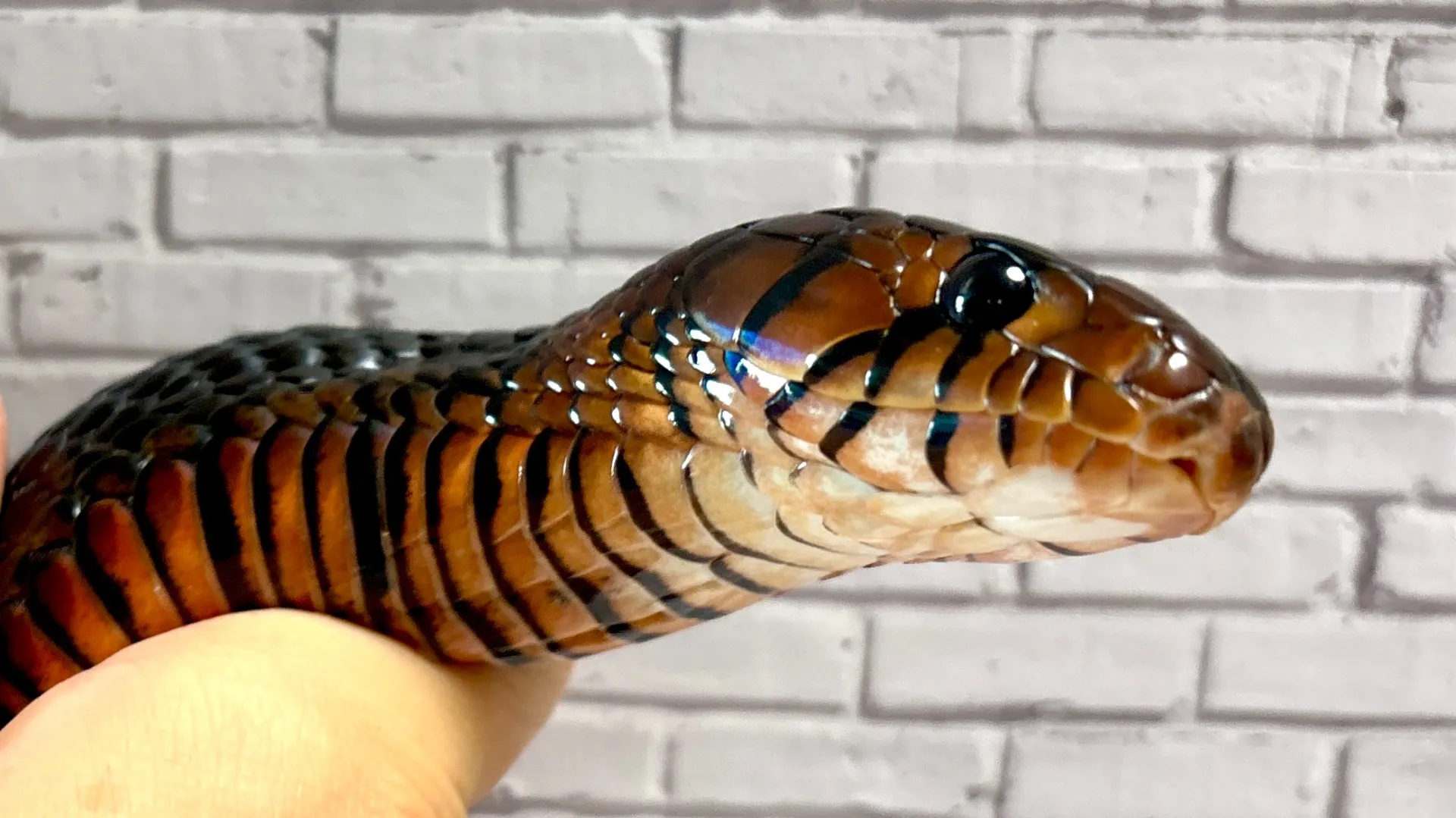 トウブインディゴスネーク（イースタンインディゴスネーク）♂CB