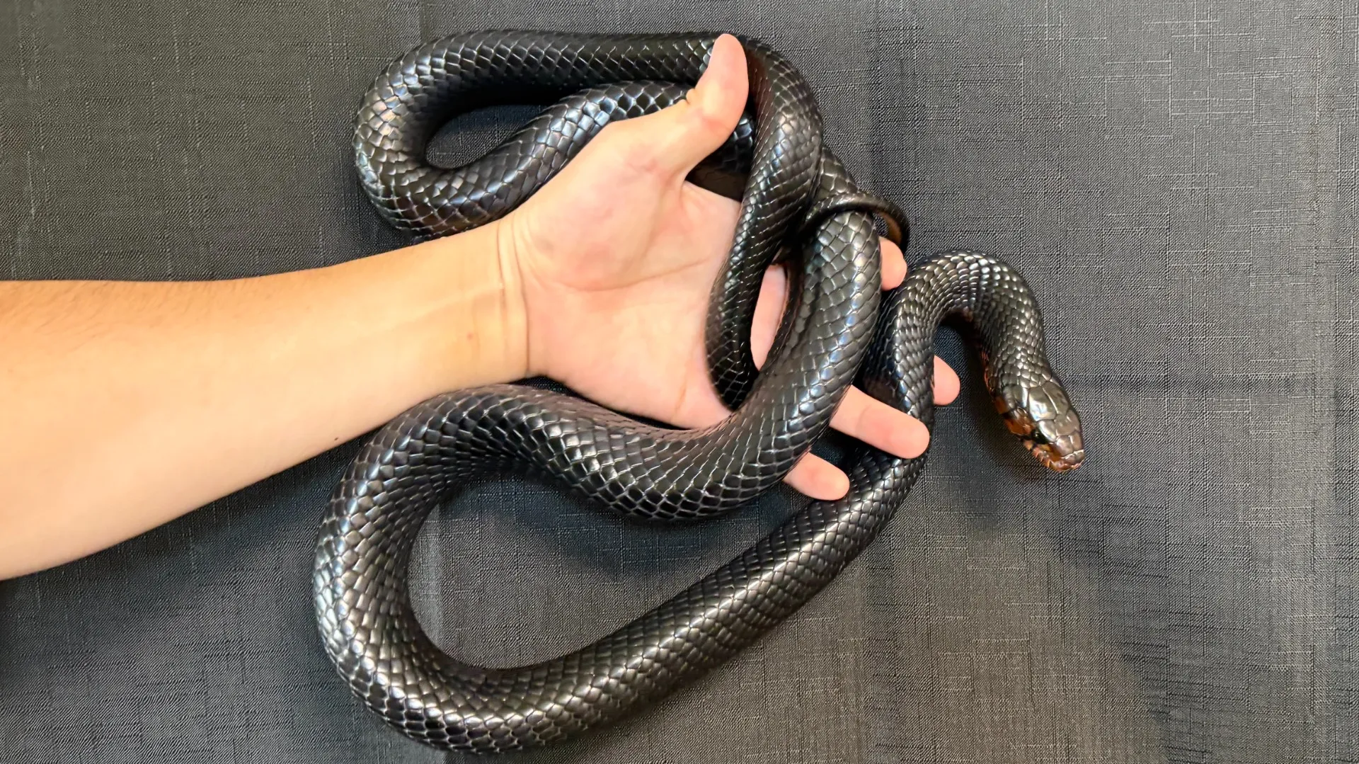 トウブインディゴスネーク（イースタンインディゴスネーク）♂CB