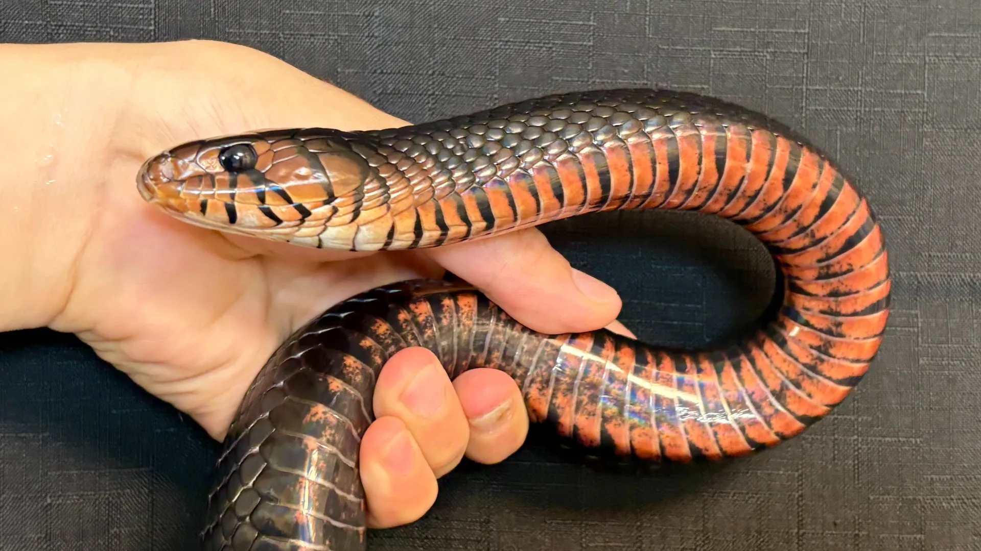 トウブインディゴスネーク（イースタンインディゴスネーク）♂CB
