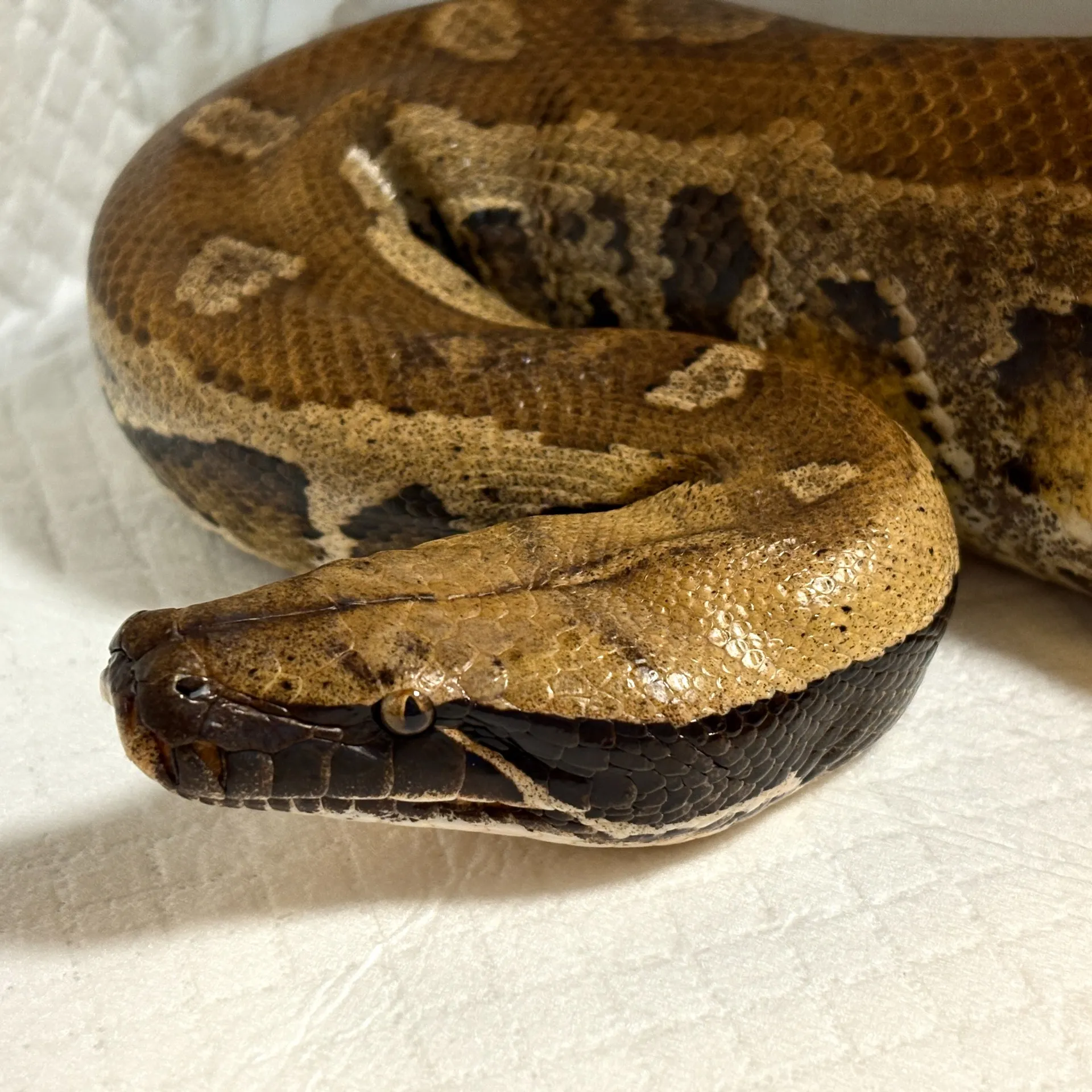 マラヤンブラッドパイソン