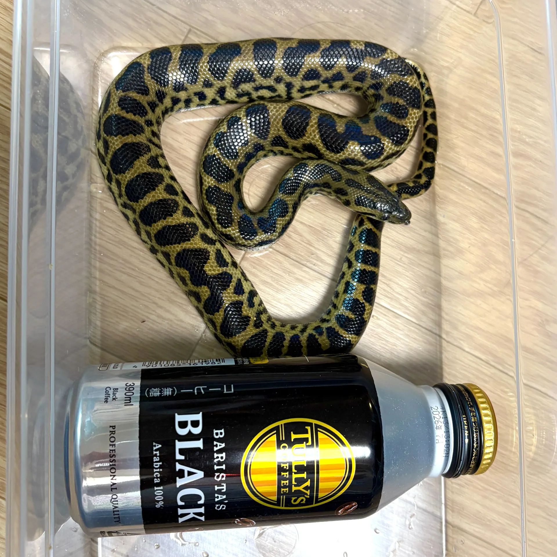 イエローアナコンダ♂