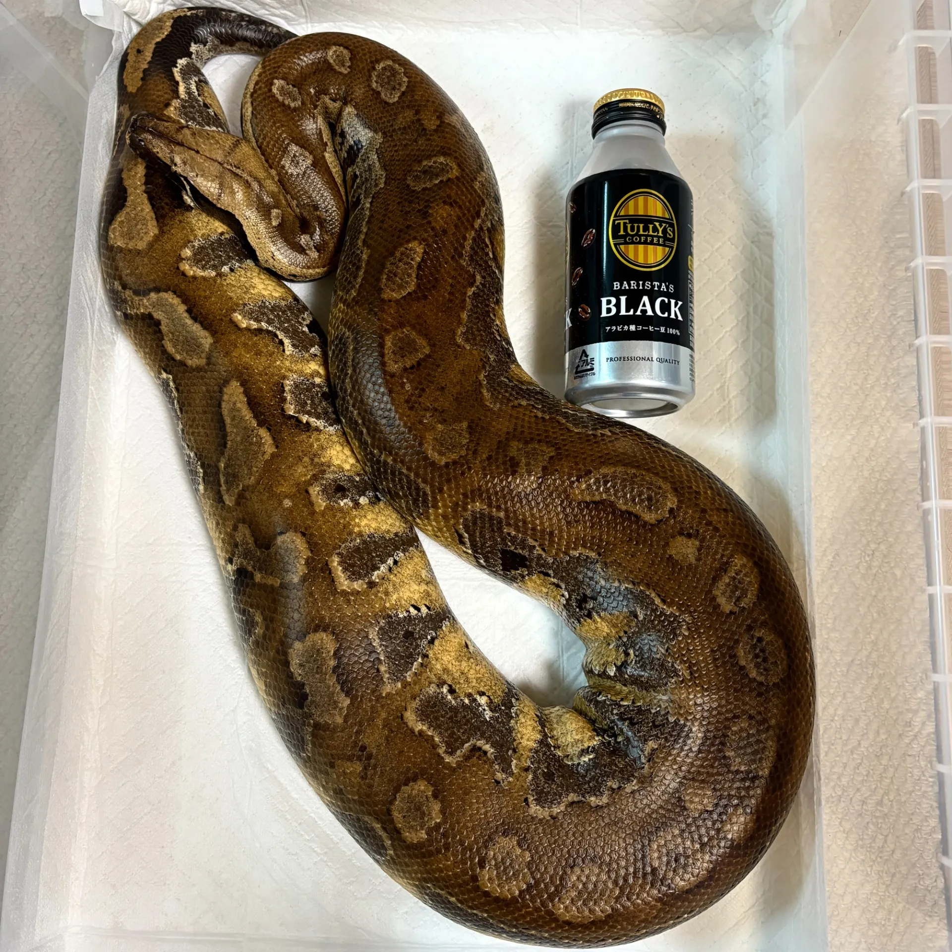 マラヤンブラッドパイソン