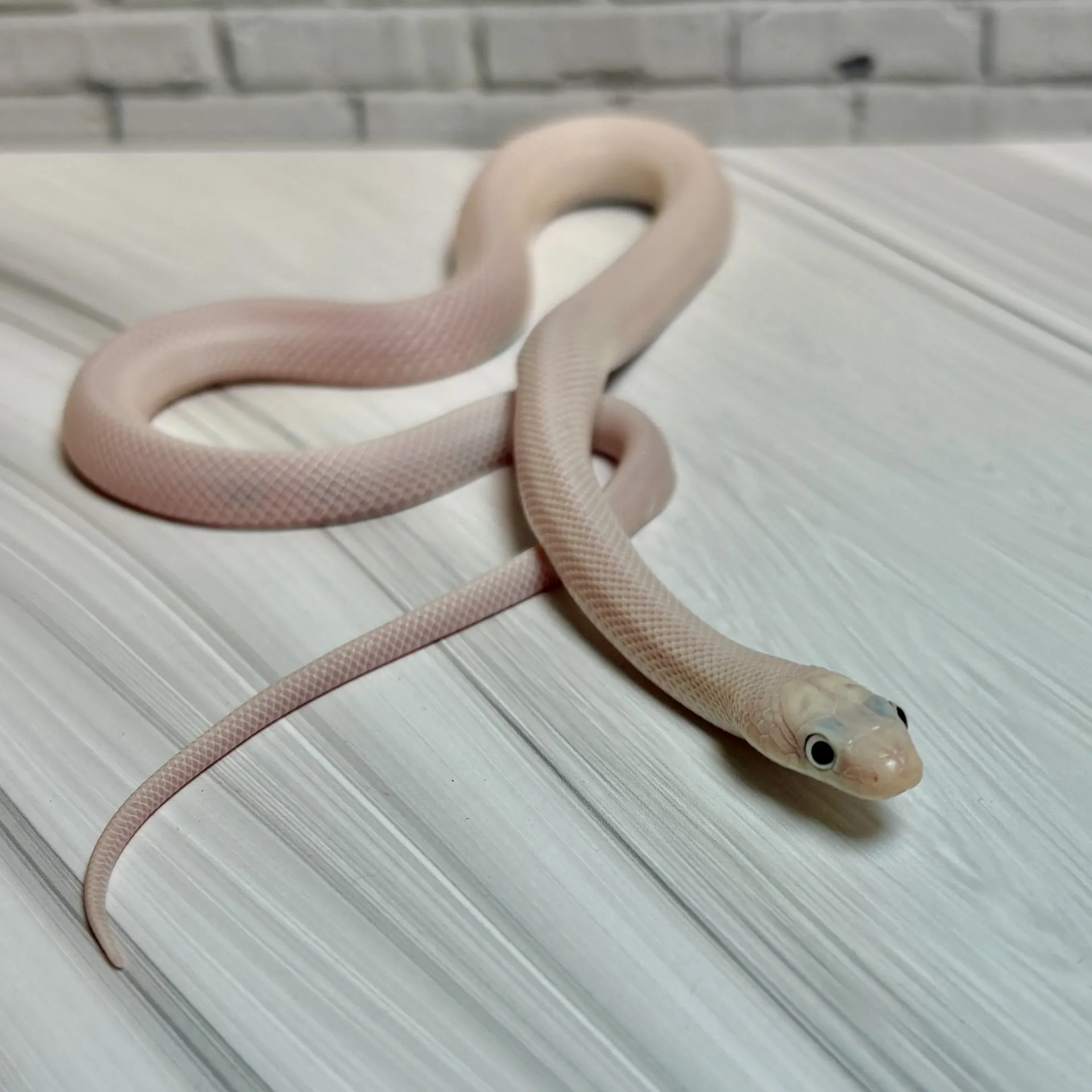 ブラックラットスネーク　リューシスティック（ベビー）