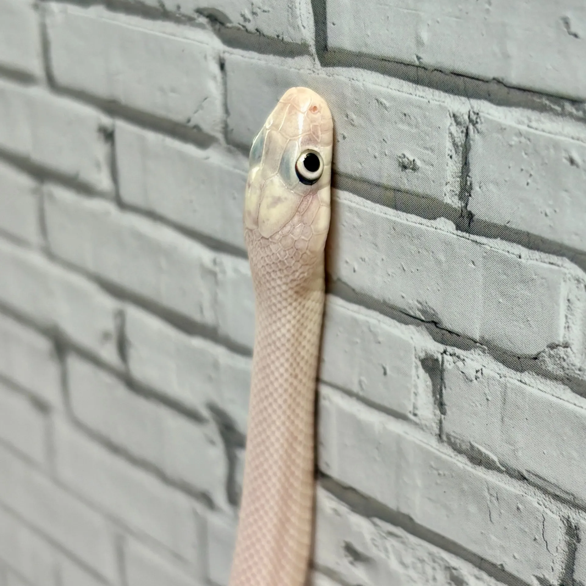 ブラックラットスネーク　リューシスティック（ベビー）