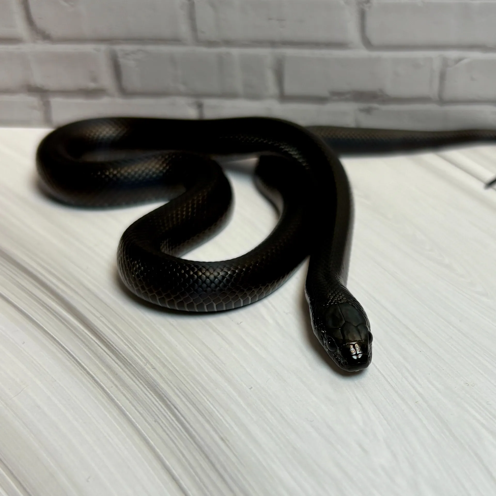 メキシカンブラックキングスネーク（ベビー）