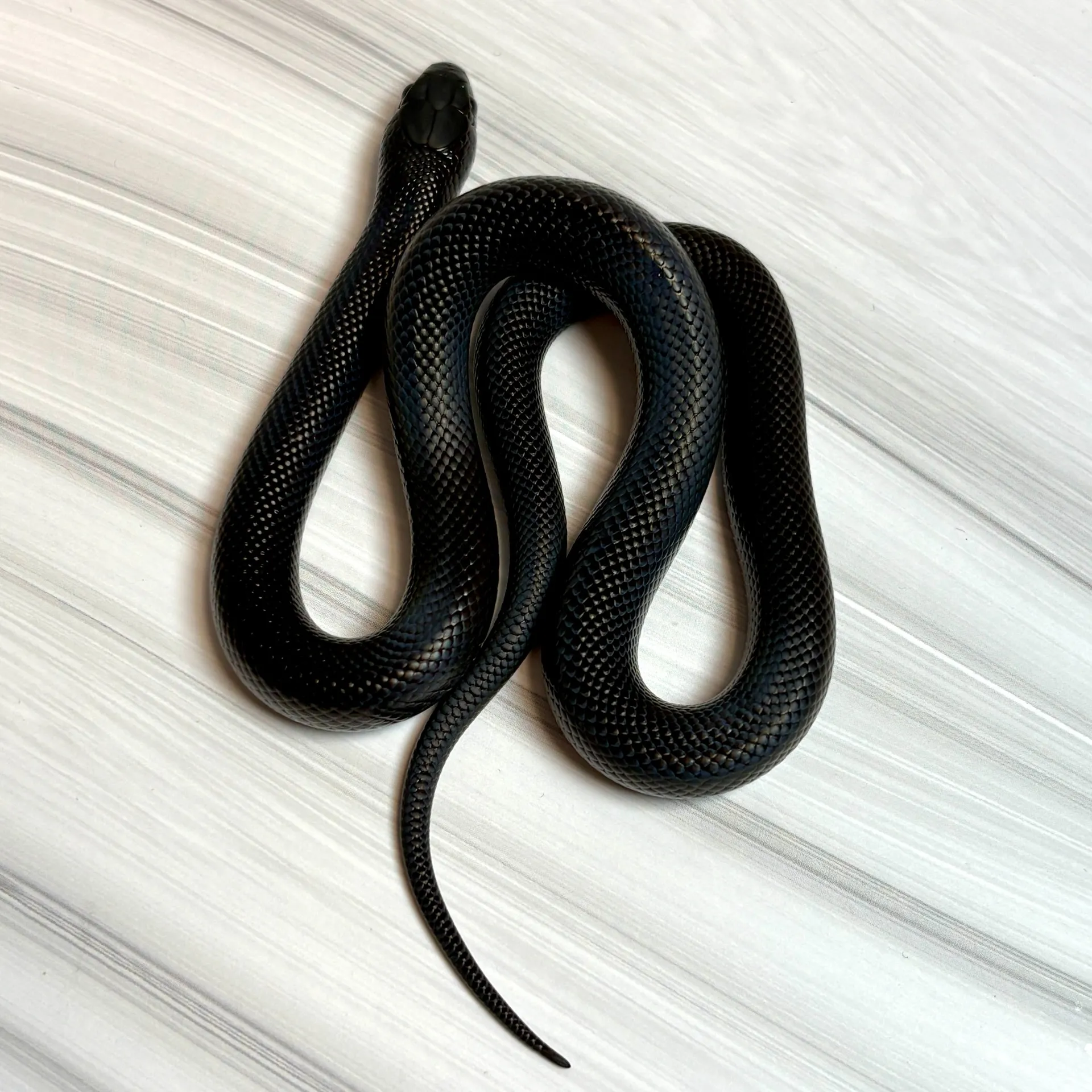 メキシカンブラックキングスネーク（ベビー）