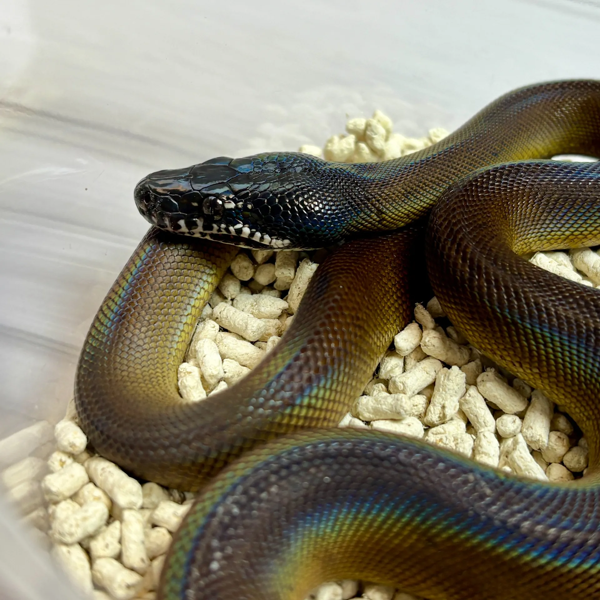 アルバーティスパイソン♀