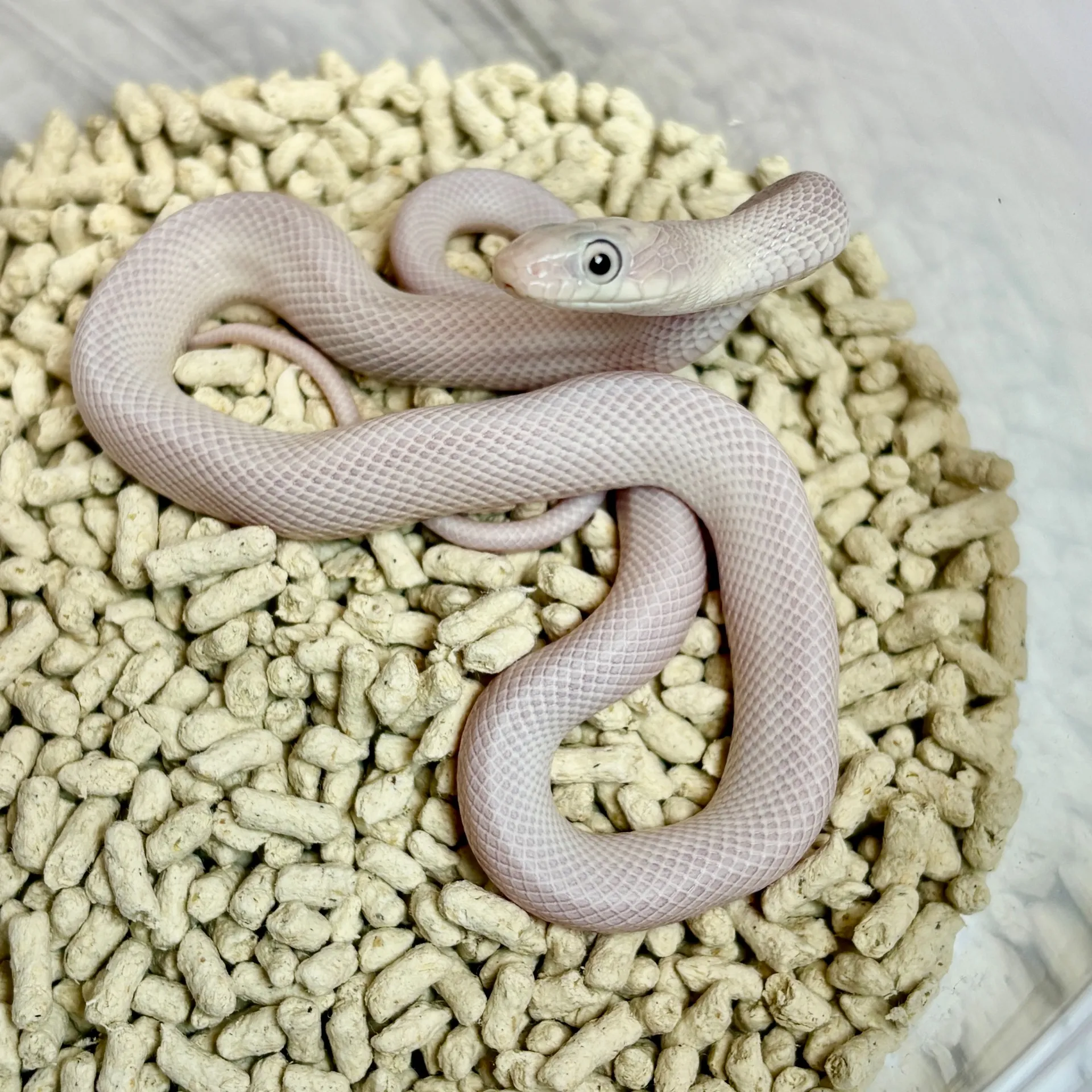 ブラックラットスネーク　リューシスティック（ベビー）