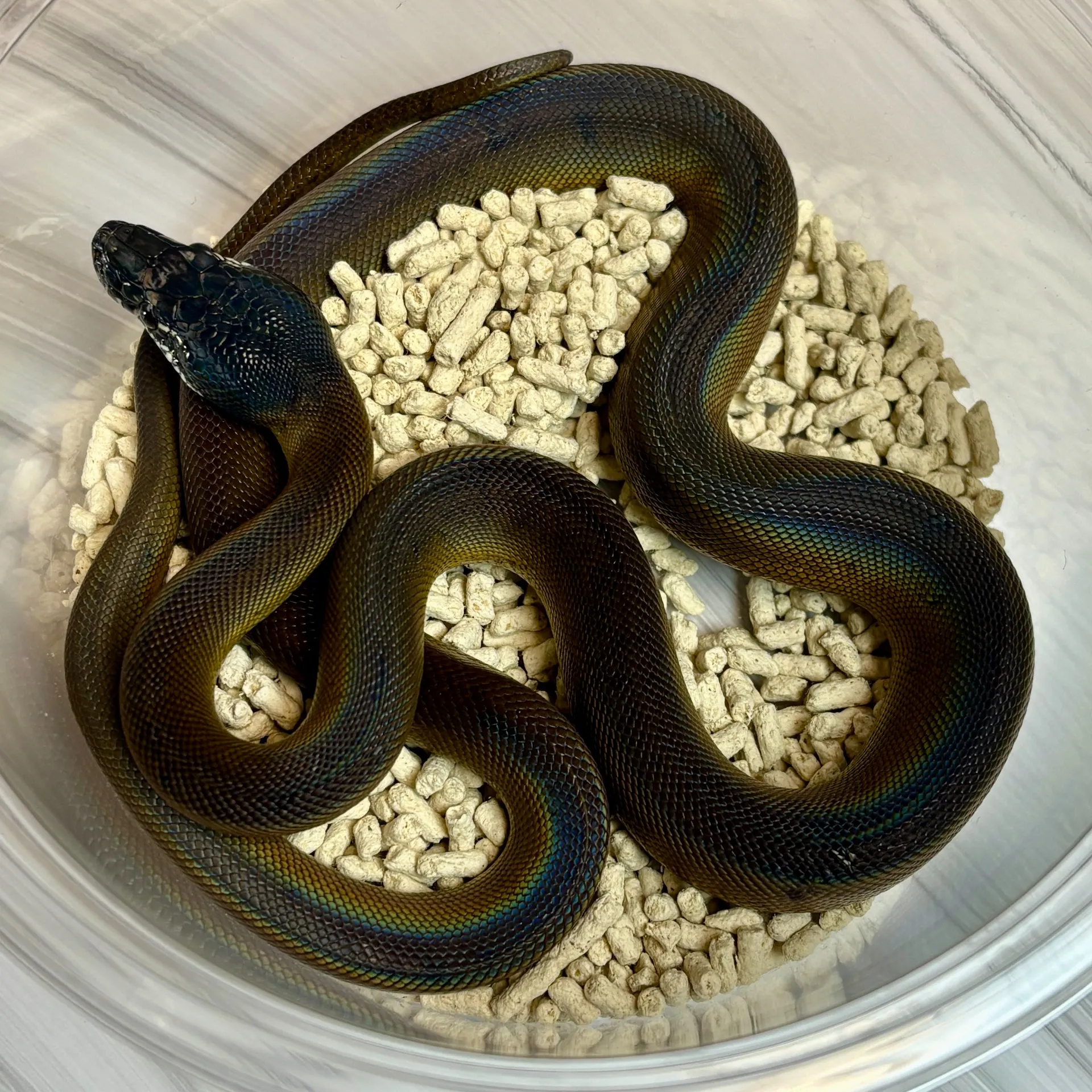 アルバーティスパイソン♀