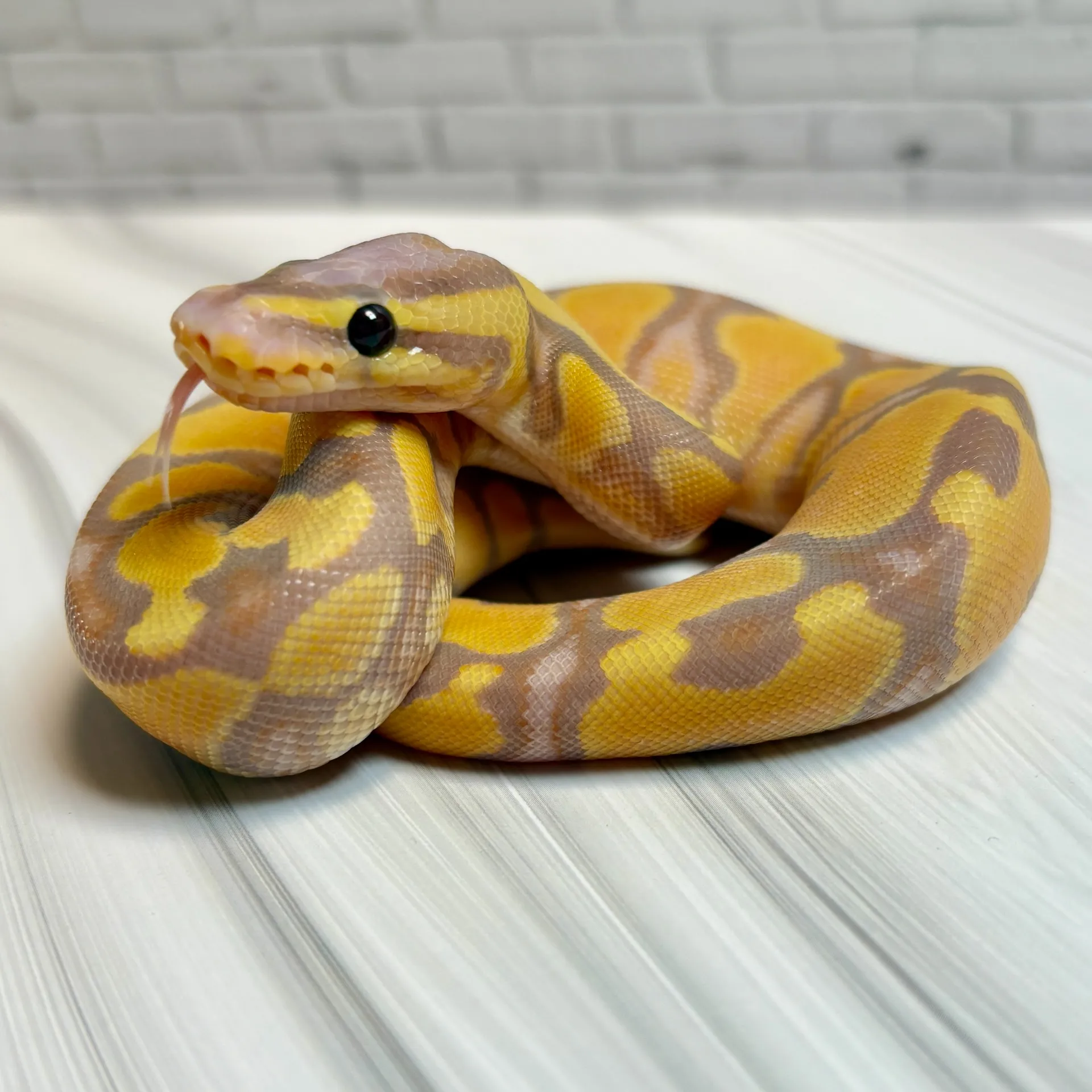 ボールパイソン　バナナエンチブラックパステル50%hetパイ