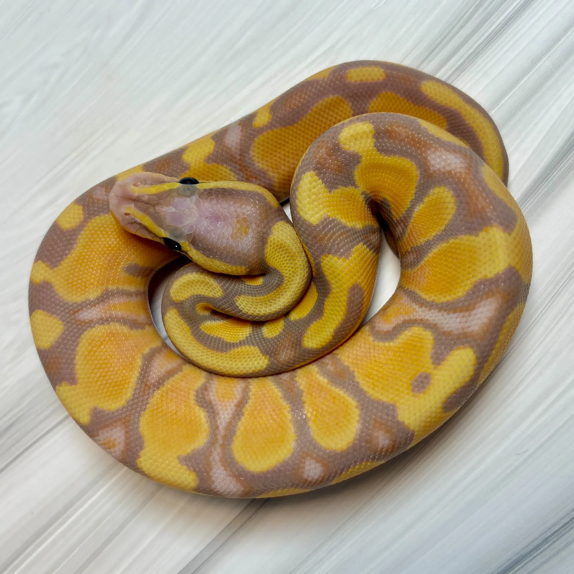 ボールパイソン　バナナエンチブラックパステル50%hetパイ