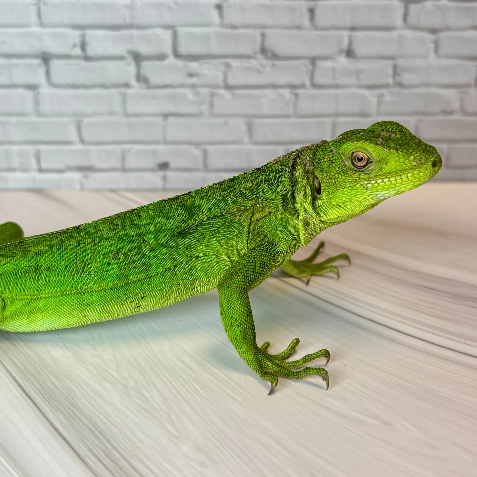 パンダパイドトゲオイグアナ③