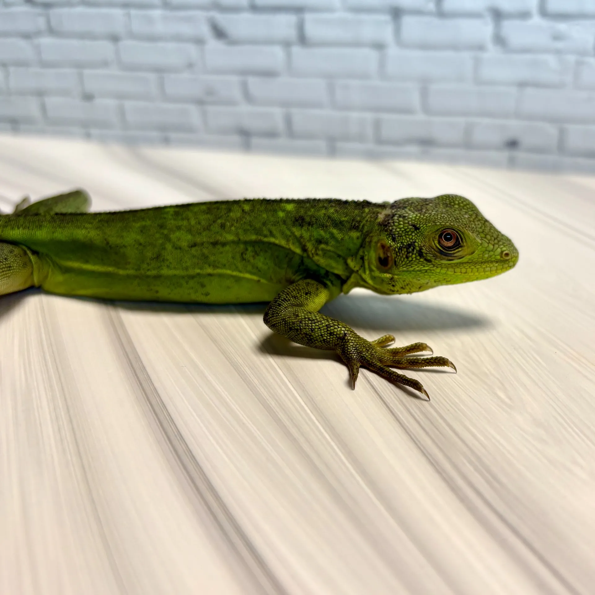 パンダパイドトゲオイグアナ②