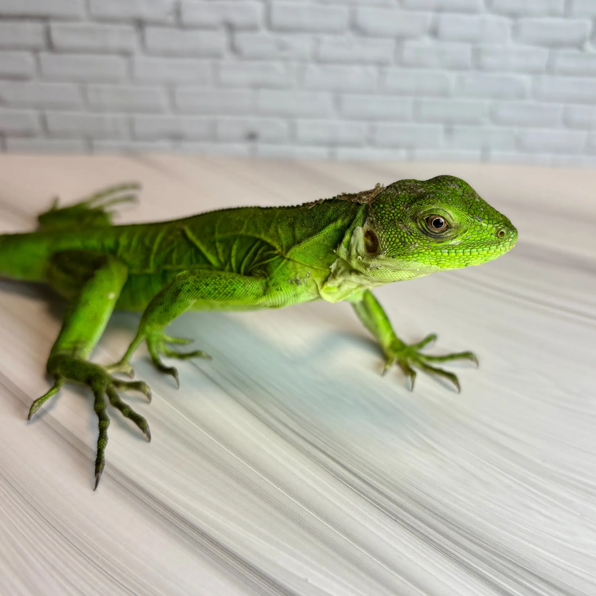 パンダパイドトゲオイグアナ①