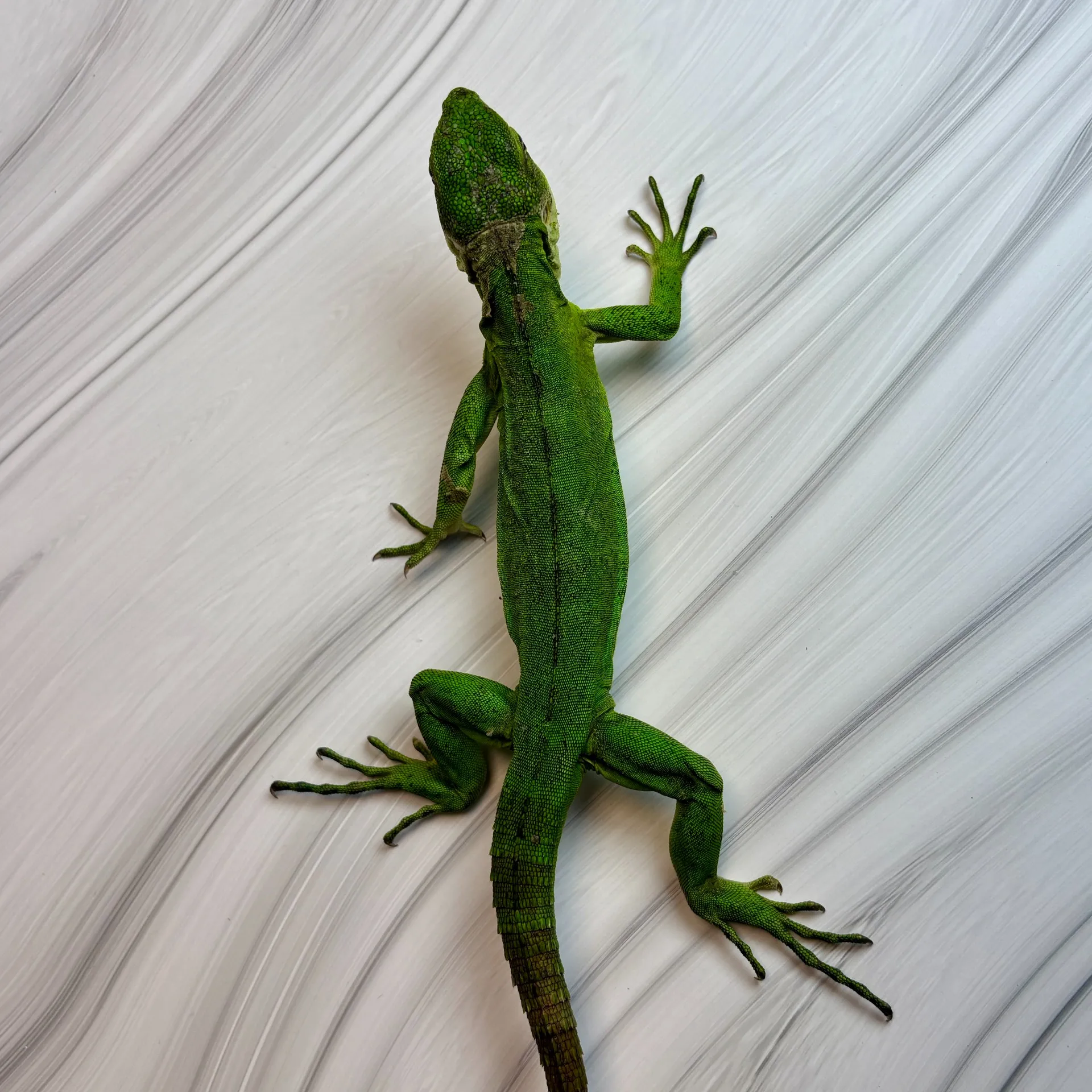 パンダパイドトゲオイグアナ①