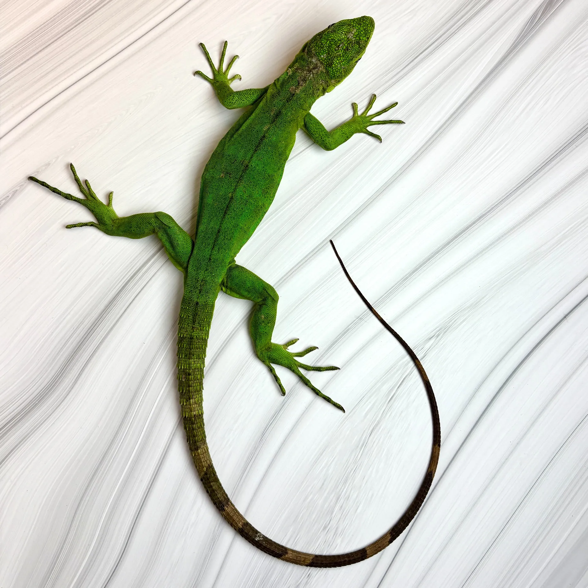 パンダパイドトゲオイグアナ③