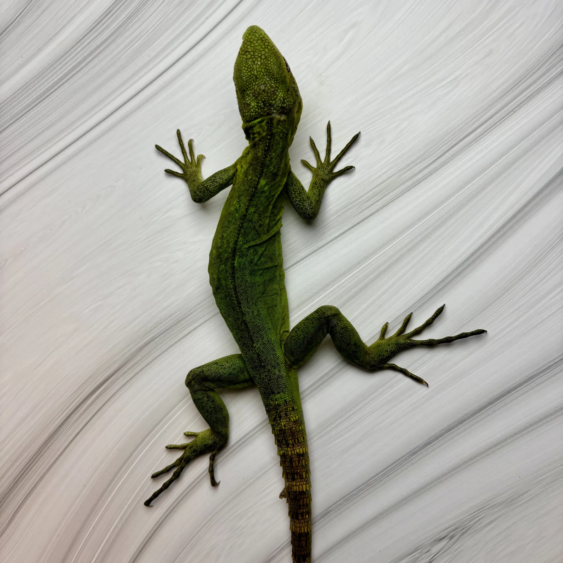 パンダパイドトゲオイグアナ②