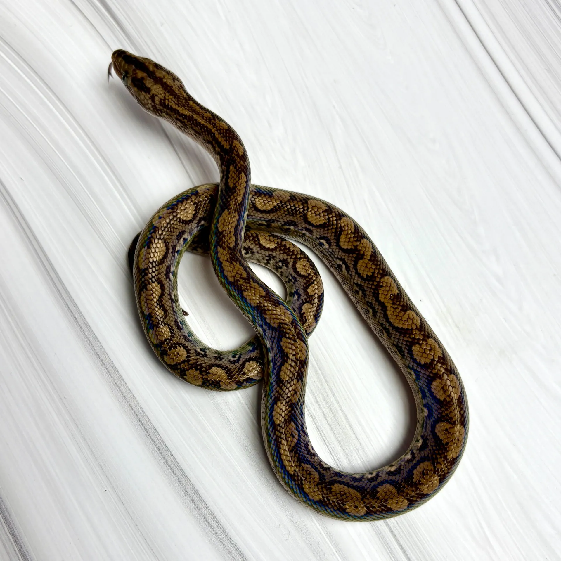 コロンビアレインボーボア