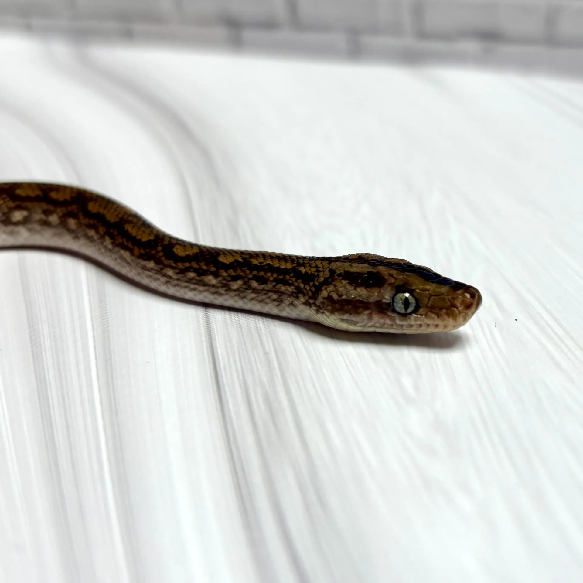 コロンビアレインボーボア