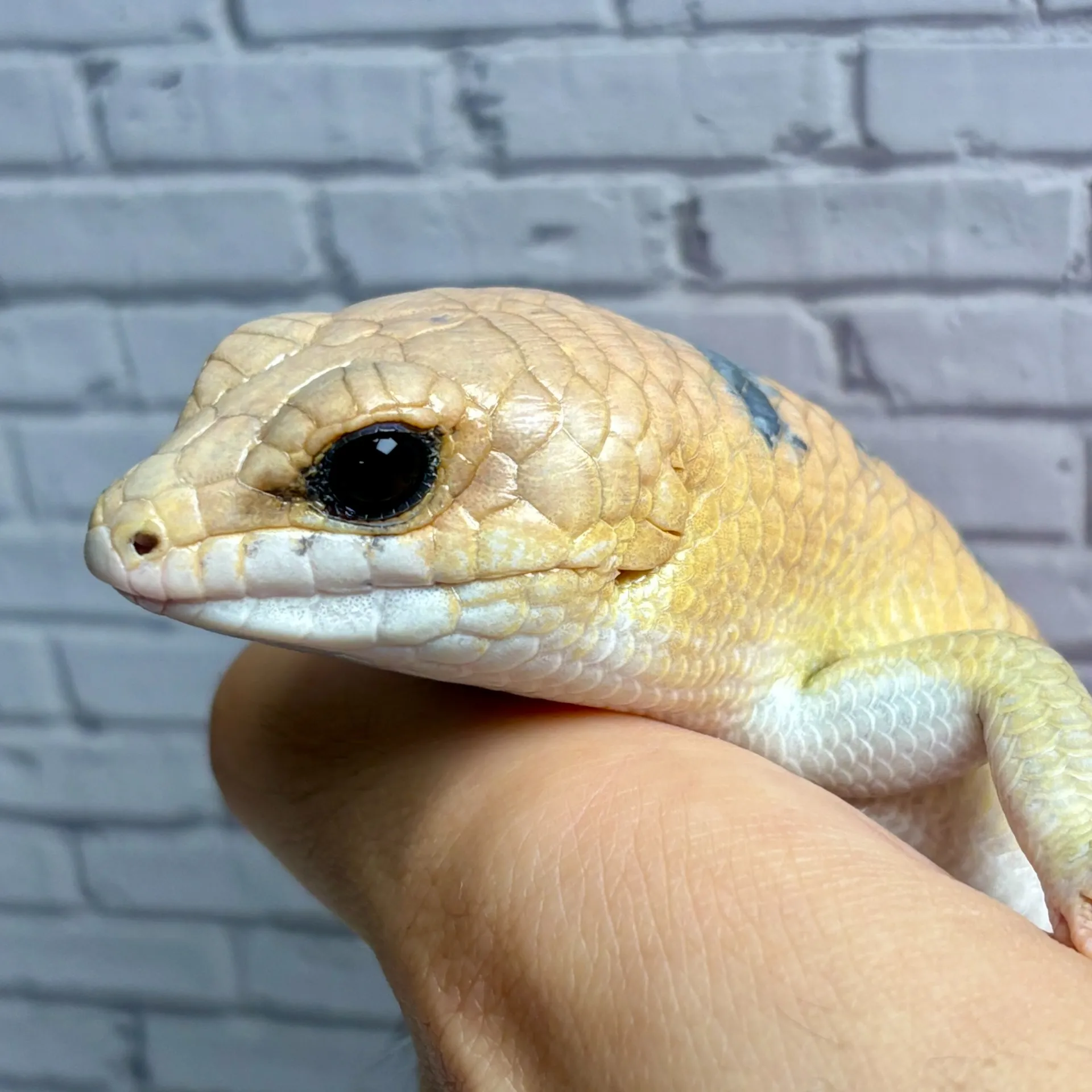 ピーターズバンデッドスキンク（爪とび）