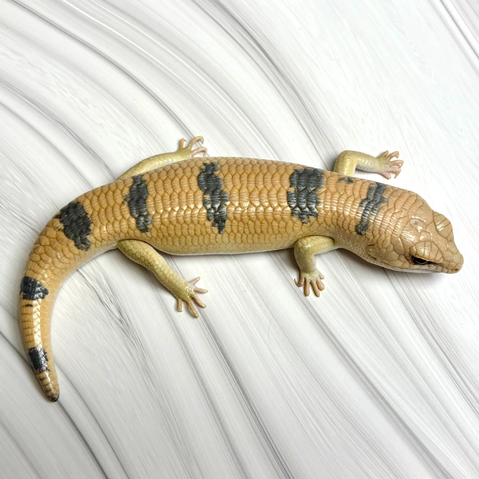 ピーターズバンデッドスキンク（爪とび）