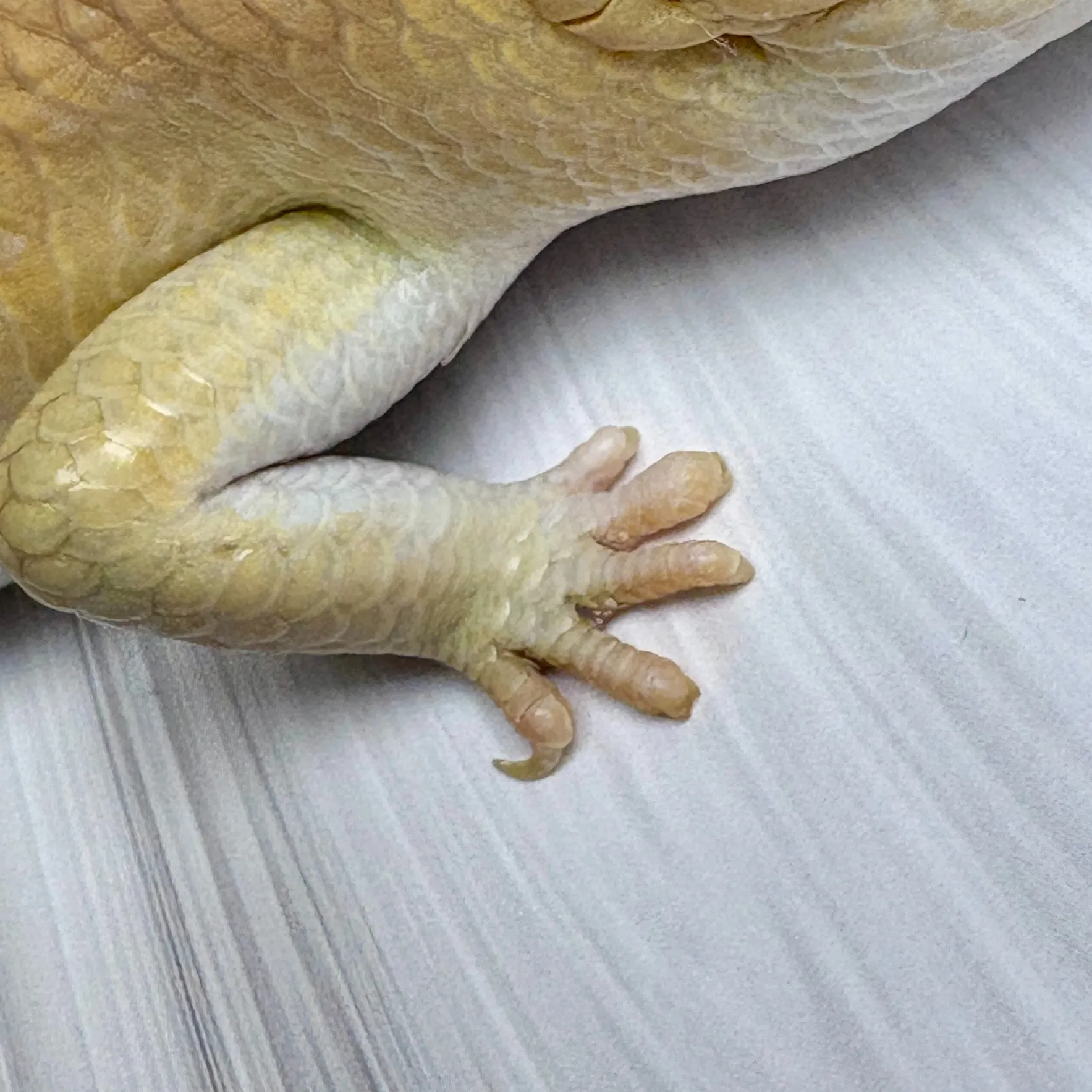 ピーターズバンデッドスキンク（爪とび）