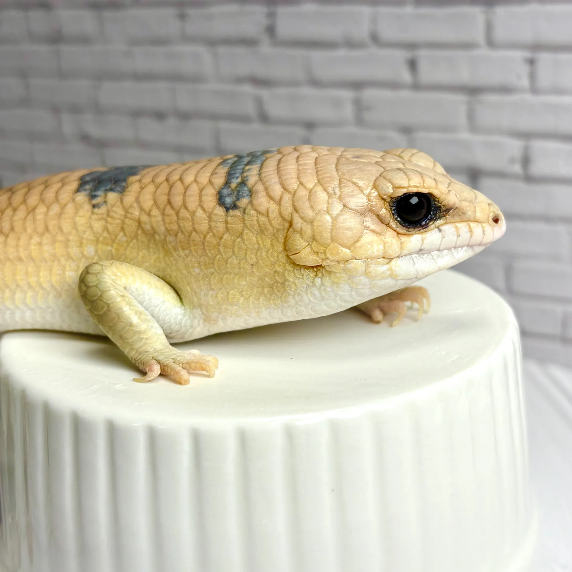 ピーターズバンデッドスキンク（爪とび）