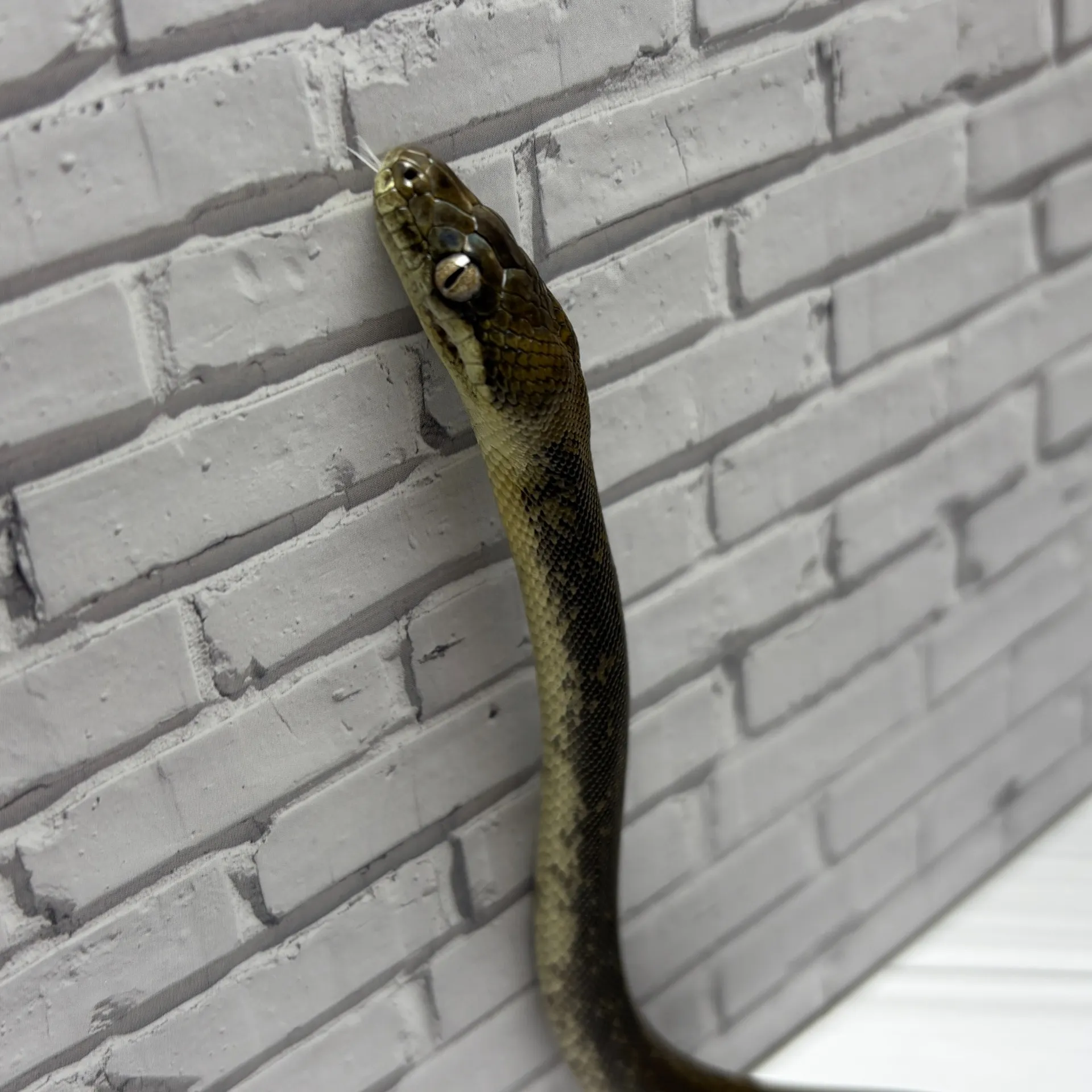 国内CBマクロットパイソン