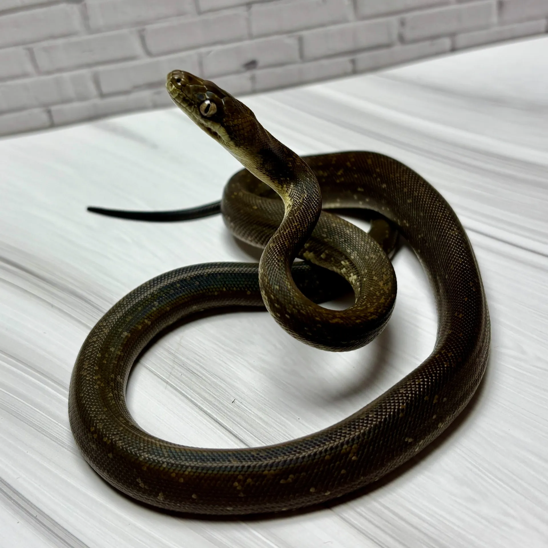 国内CBマクロットパイソン