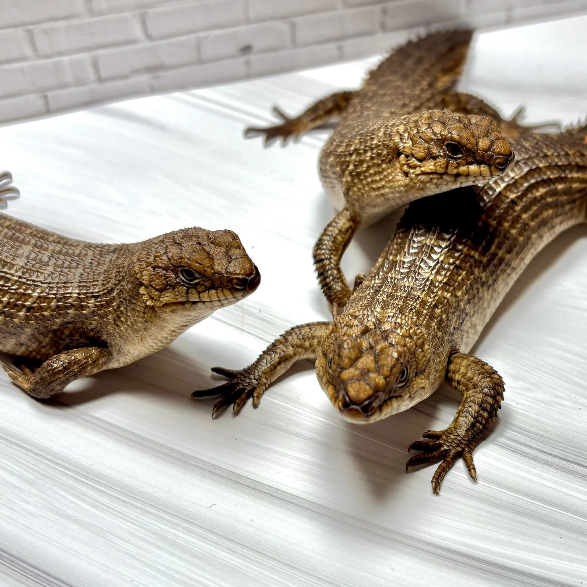 ストケスイワトカゲ トリオ♀千葉CB