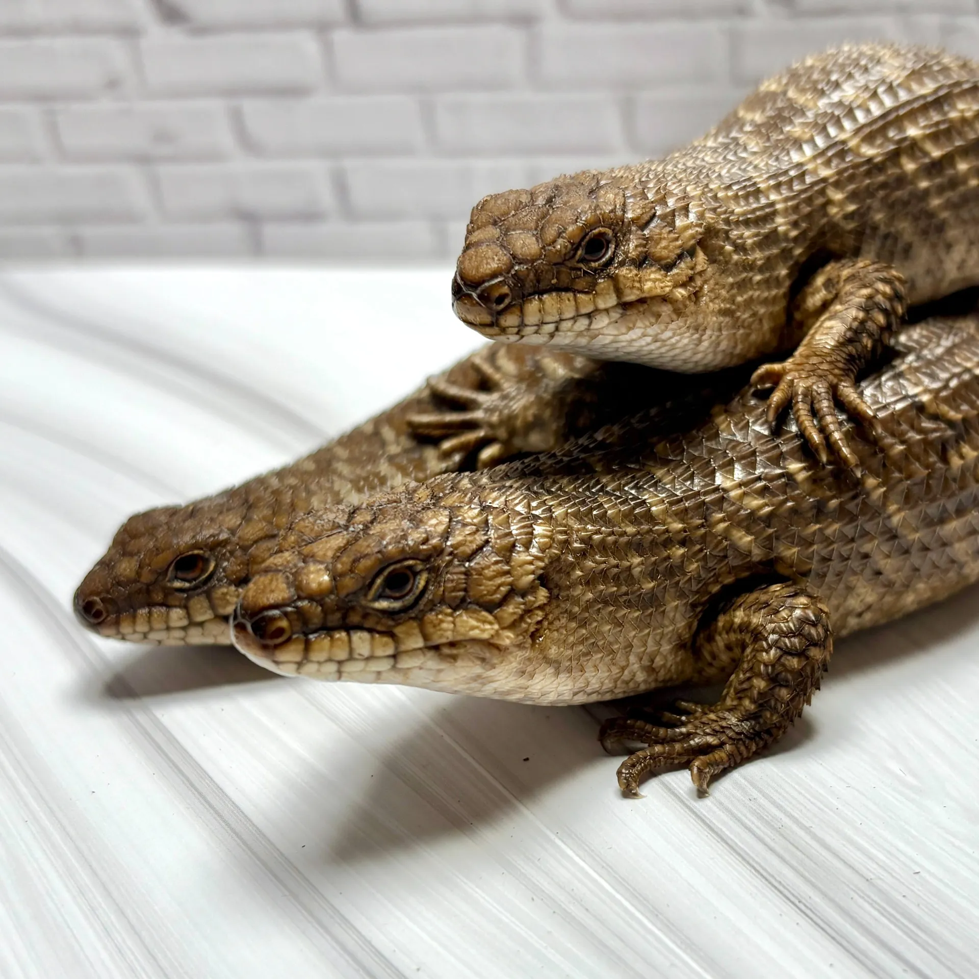 ストケスイワトカゲ トリオ♀千葉CB