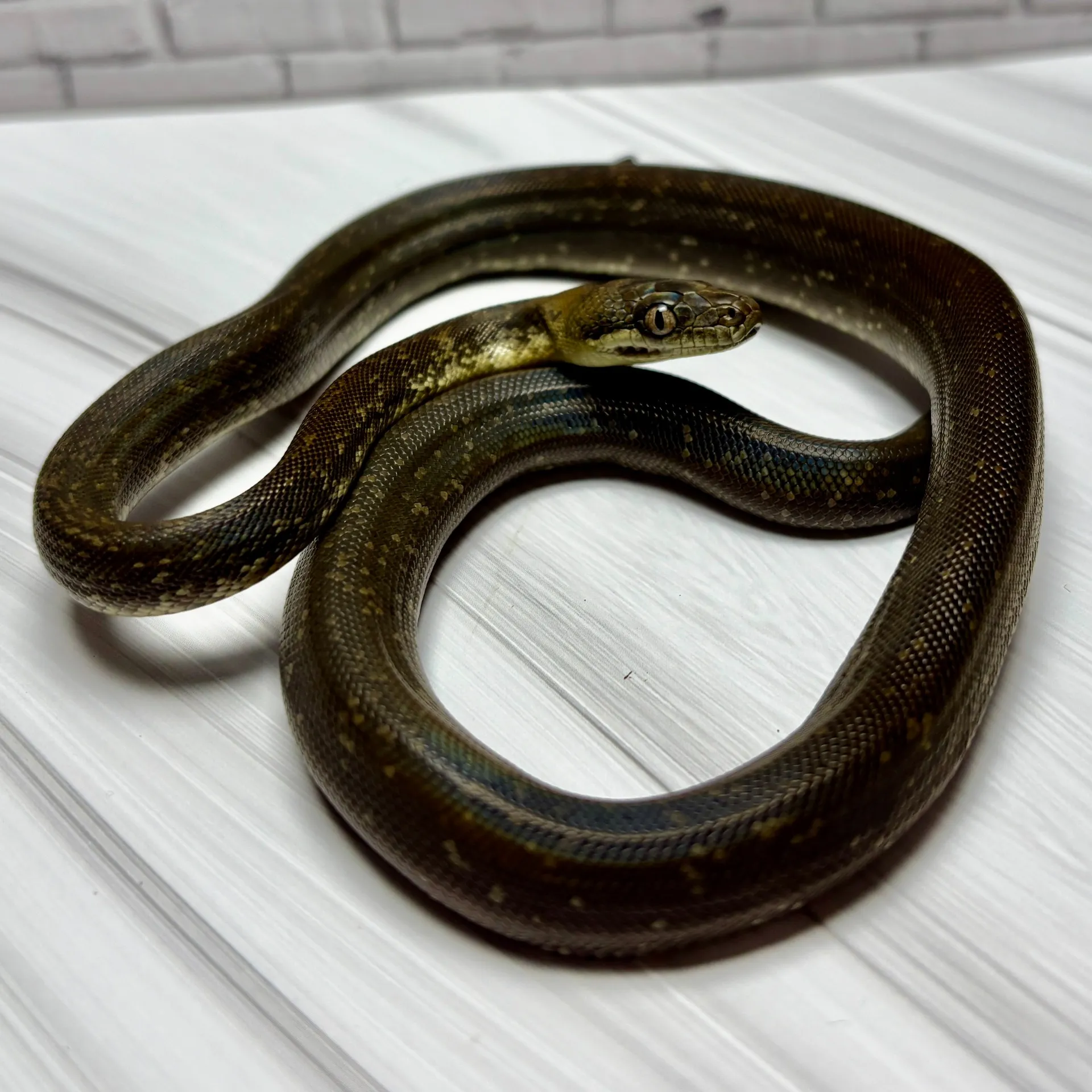 国内CBマクロットパイソン