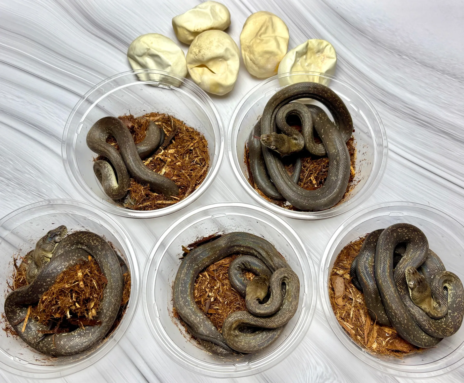 国内CBマクロットパイソン