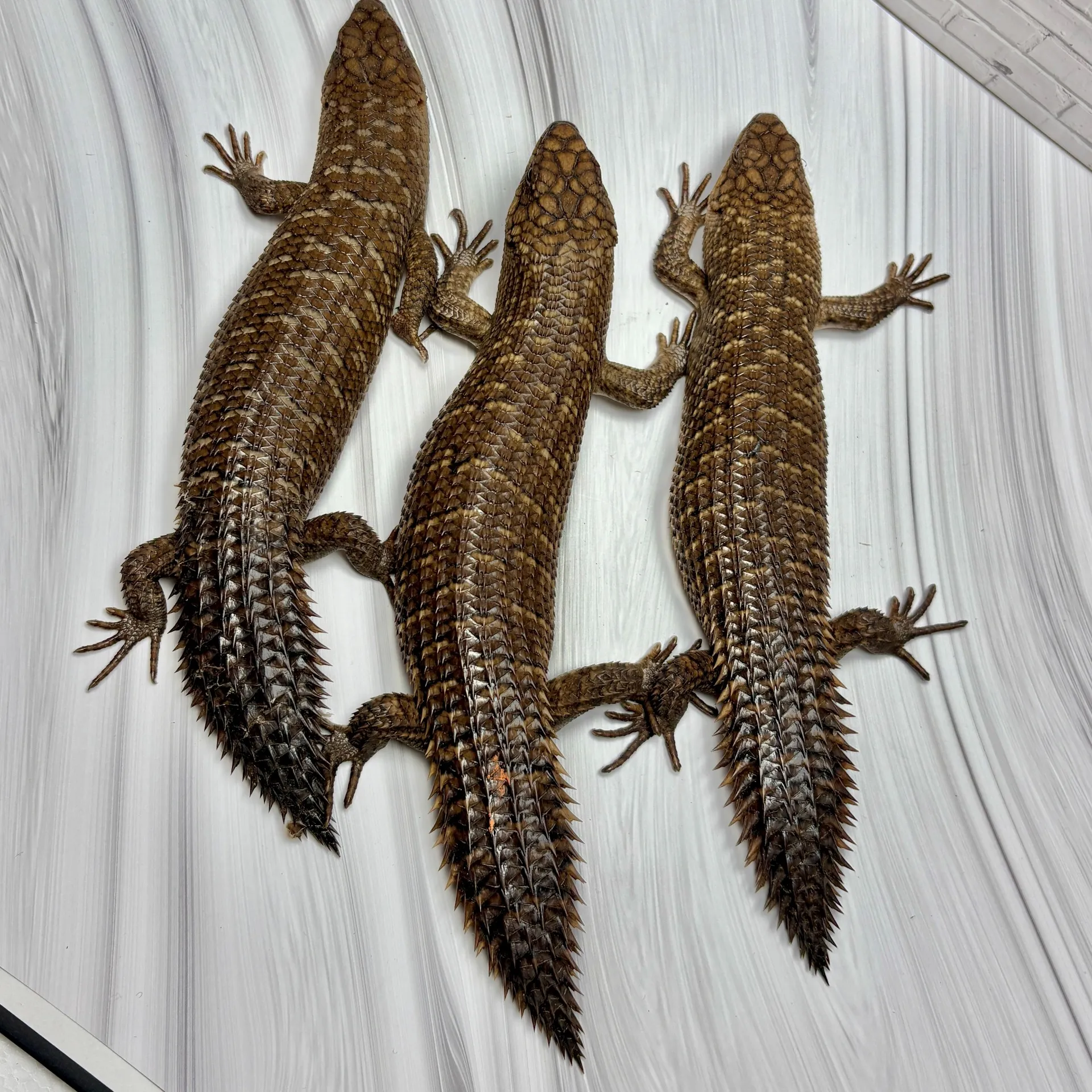 ストケスイワトカゲ トリオ♀千葉CB