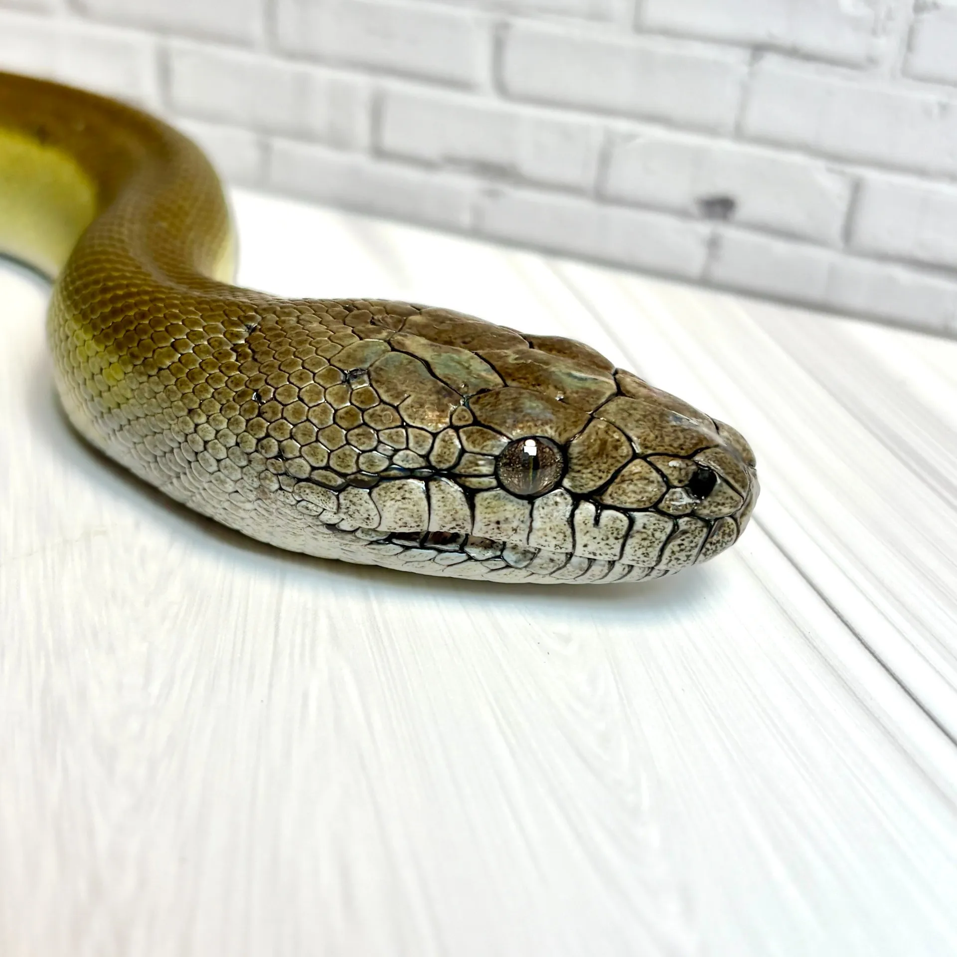 パプアンパイソン（180cm）♀