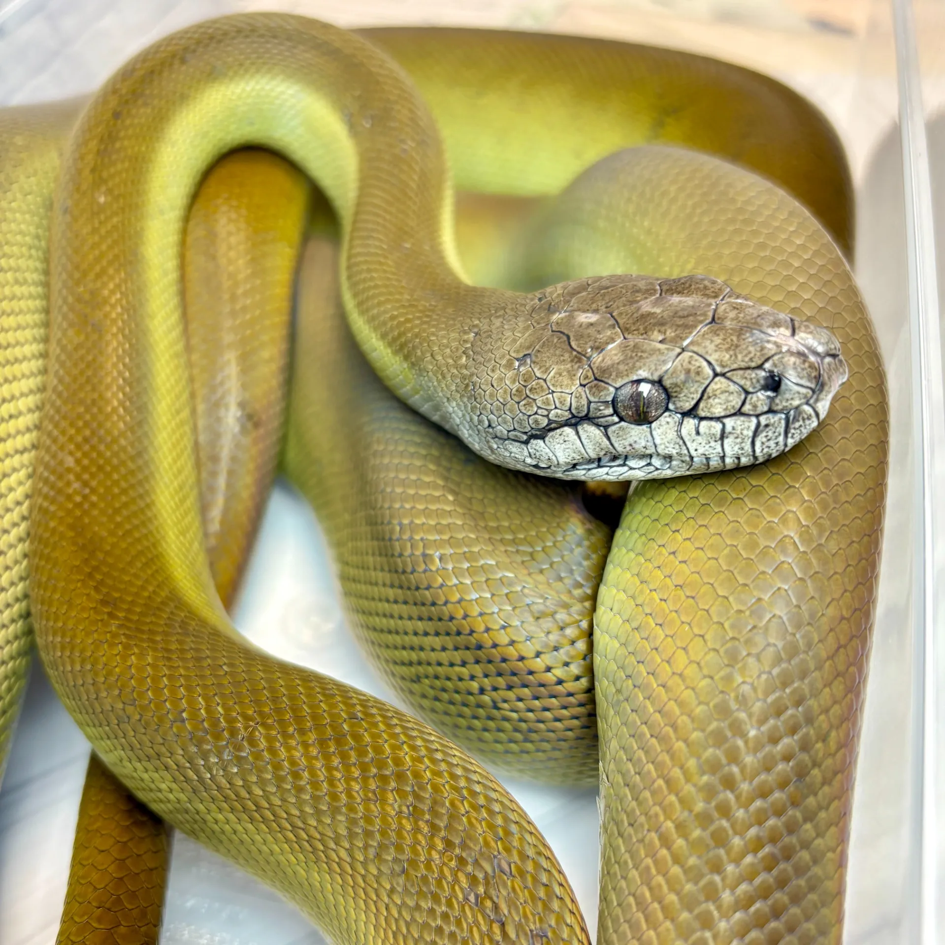 パプアンパイソン(180cm)♀