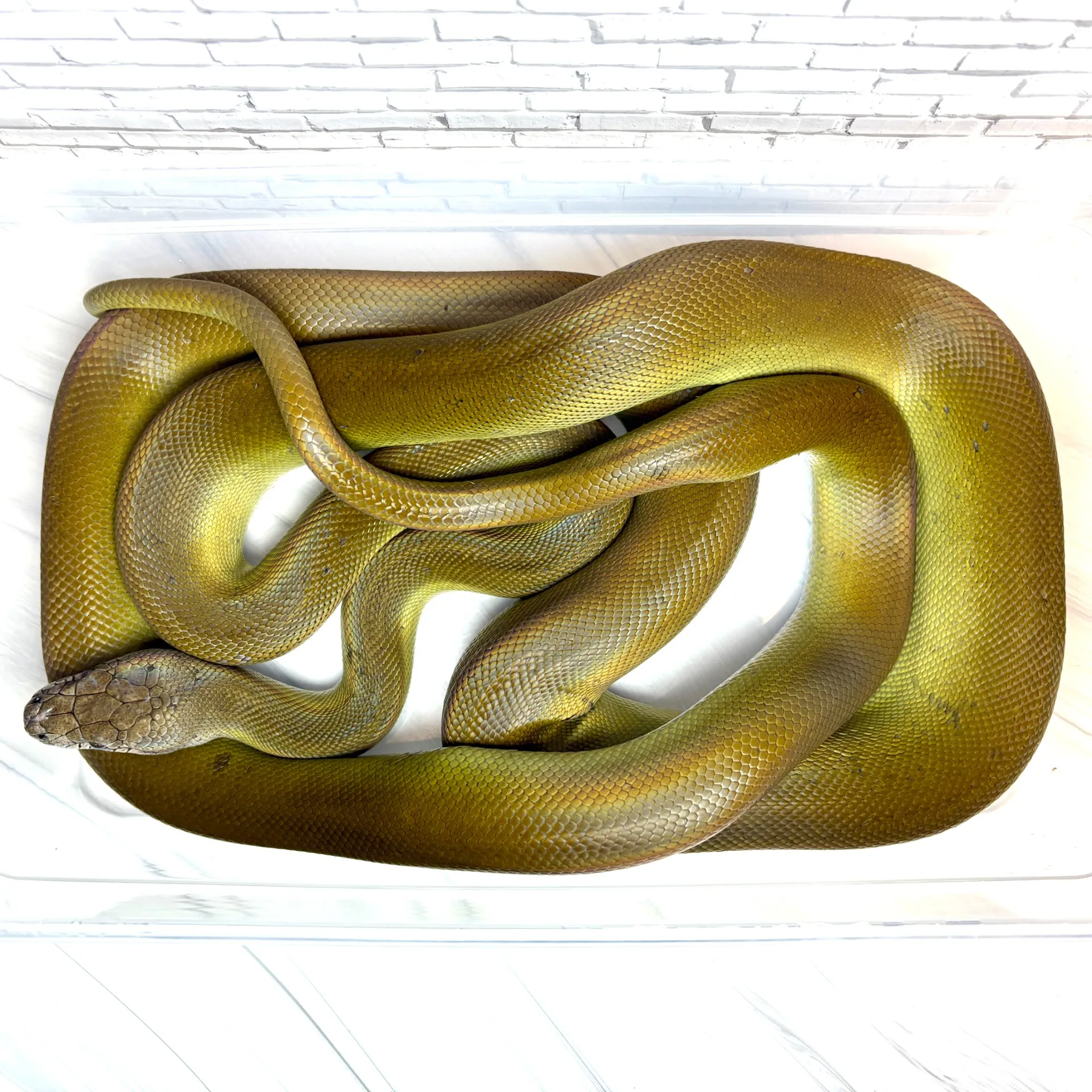 パプアンパイソン（180cm）♀