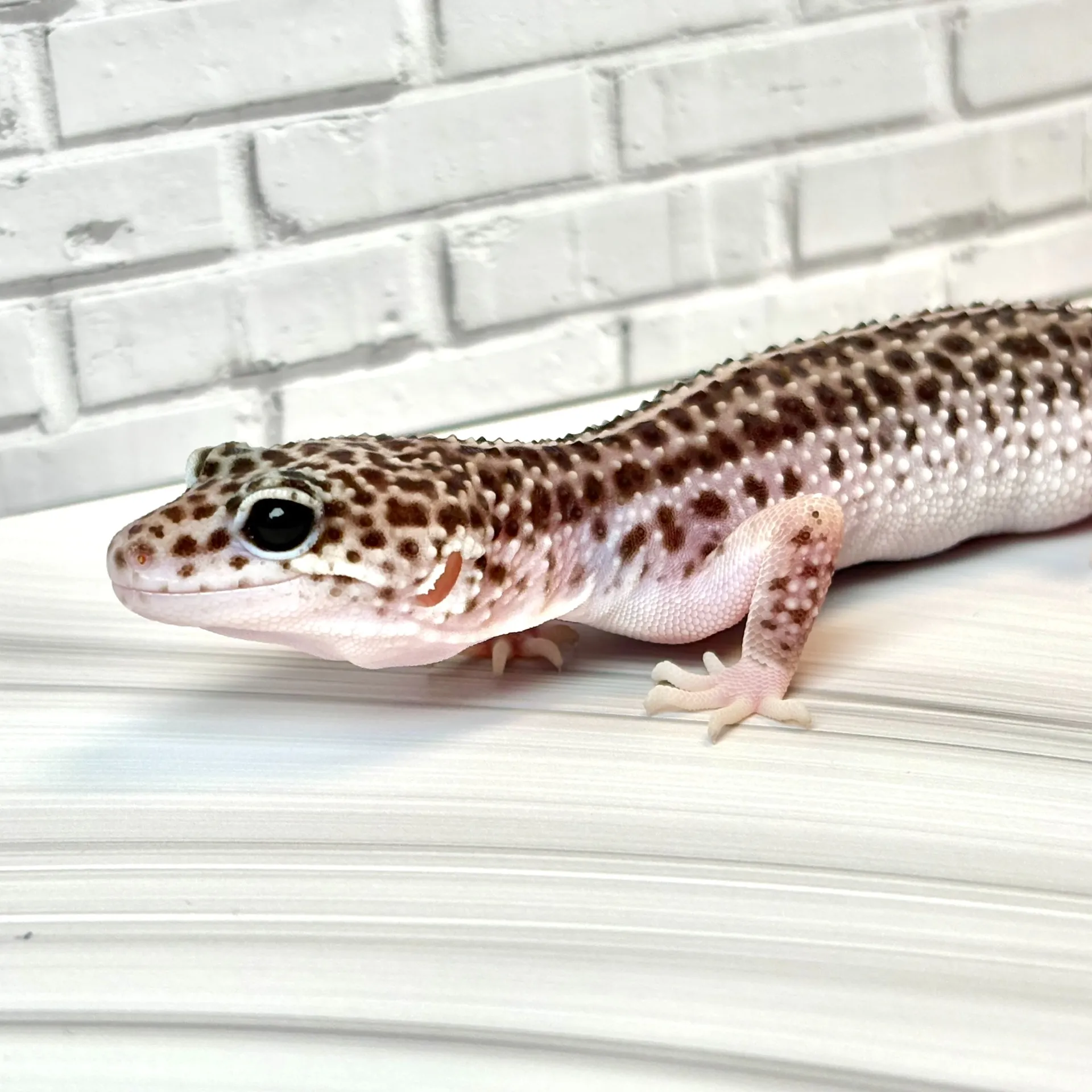 ヒョウモントカゲモドキ スーパーマックスノー♀