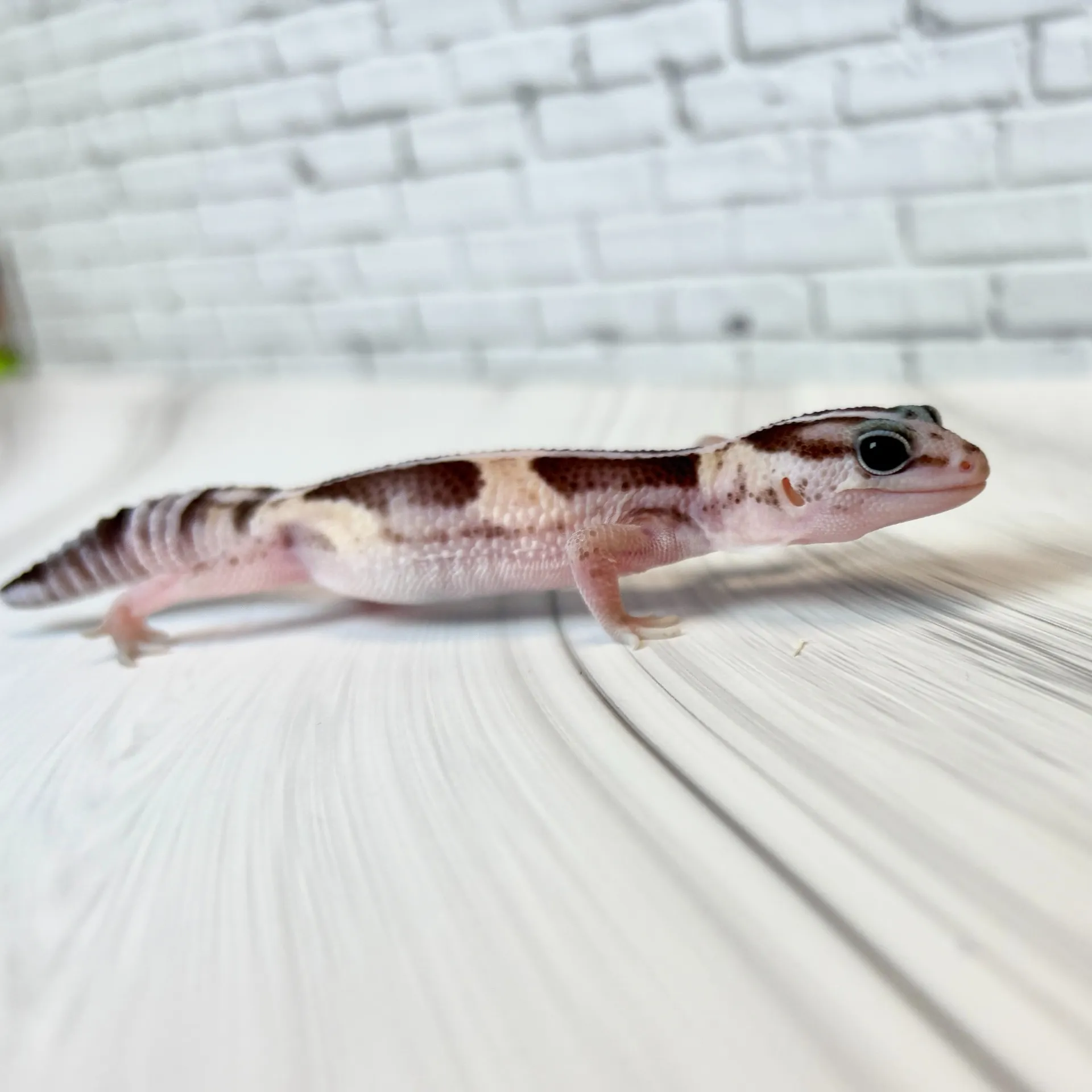 ニシアフリカトカゲモドキ ノーマルhetオレオ♀