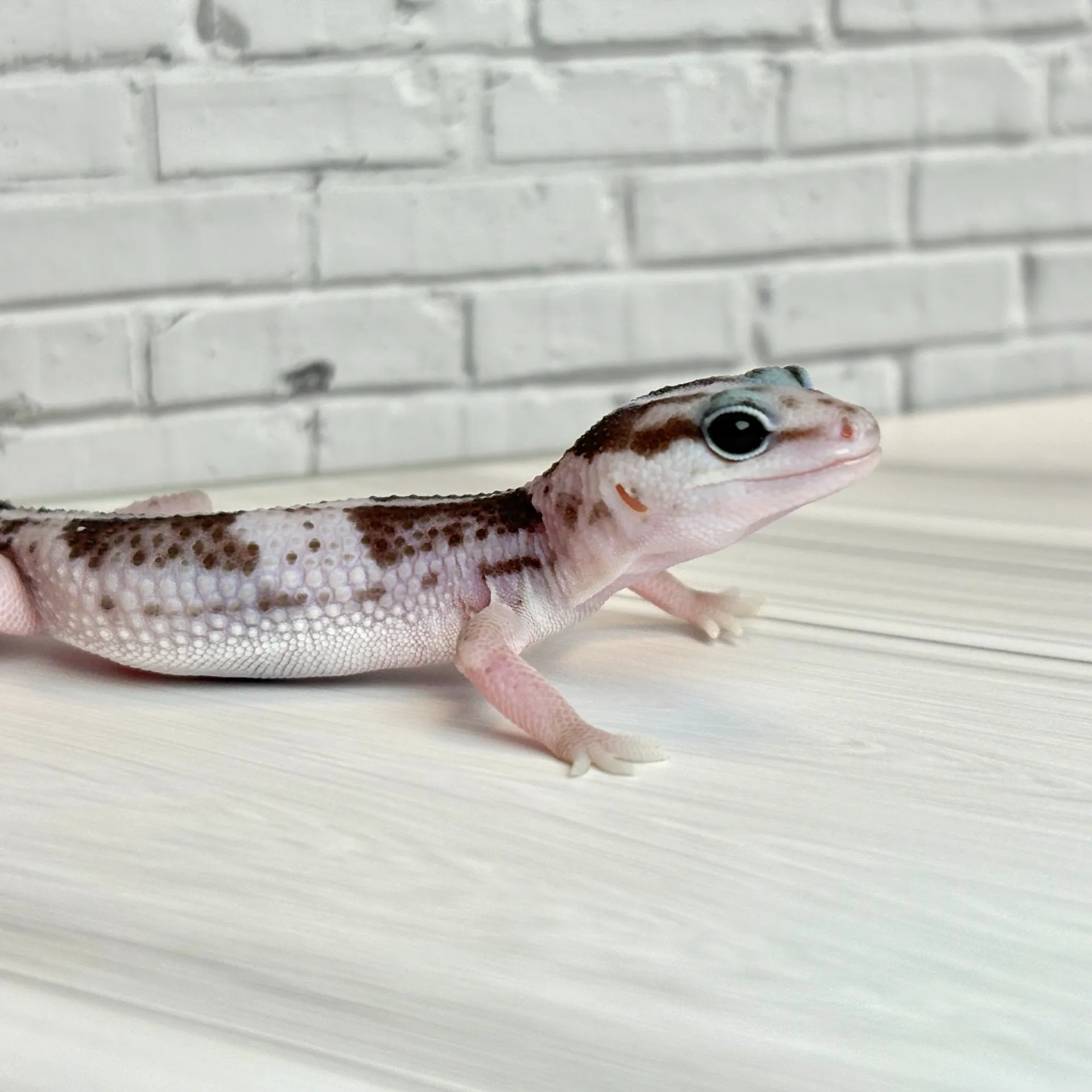 ニシアフリカトカゲモドキ オレオ♀