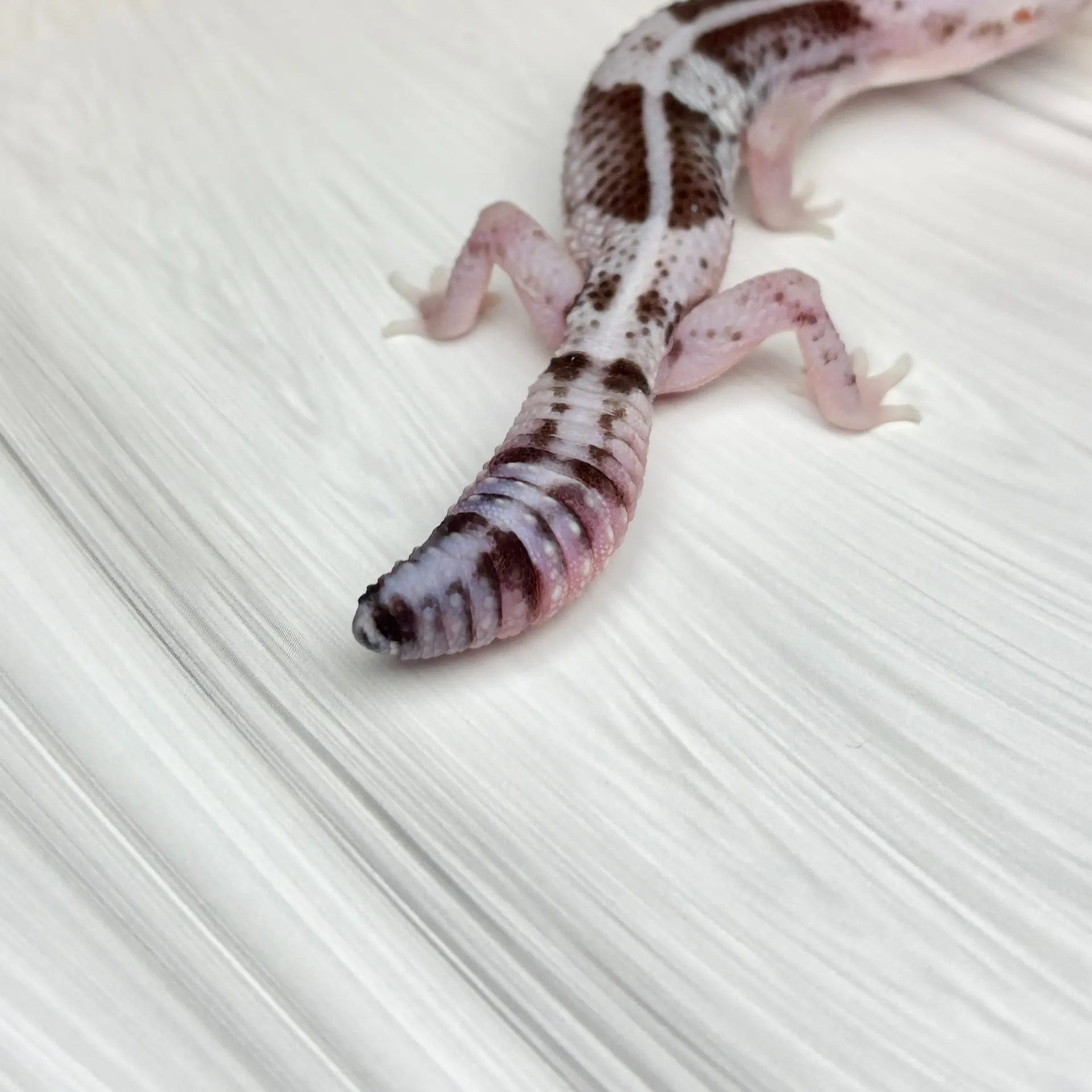 ニシアフリカトカゲモドキ オレオ♀