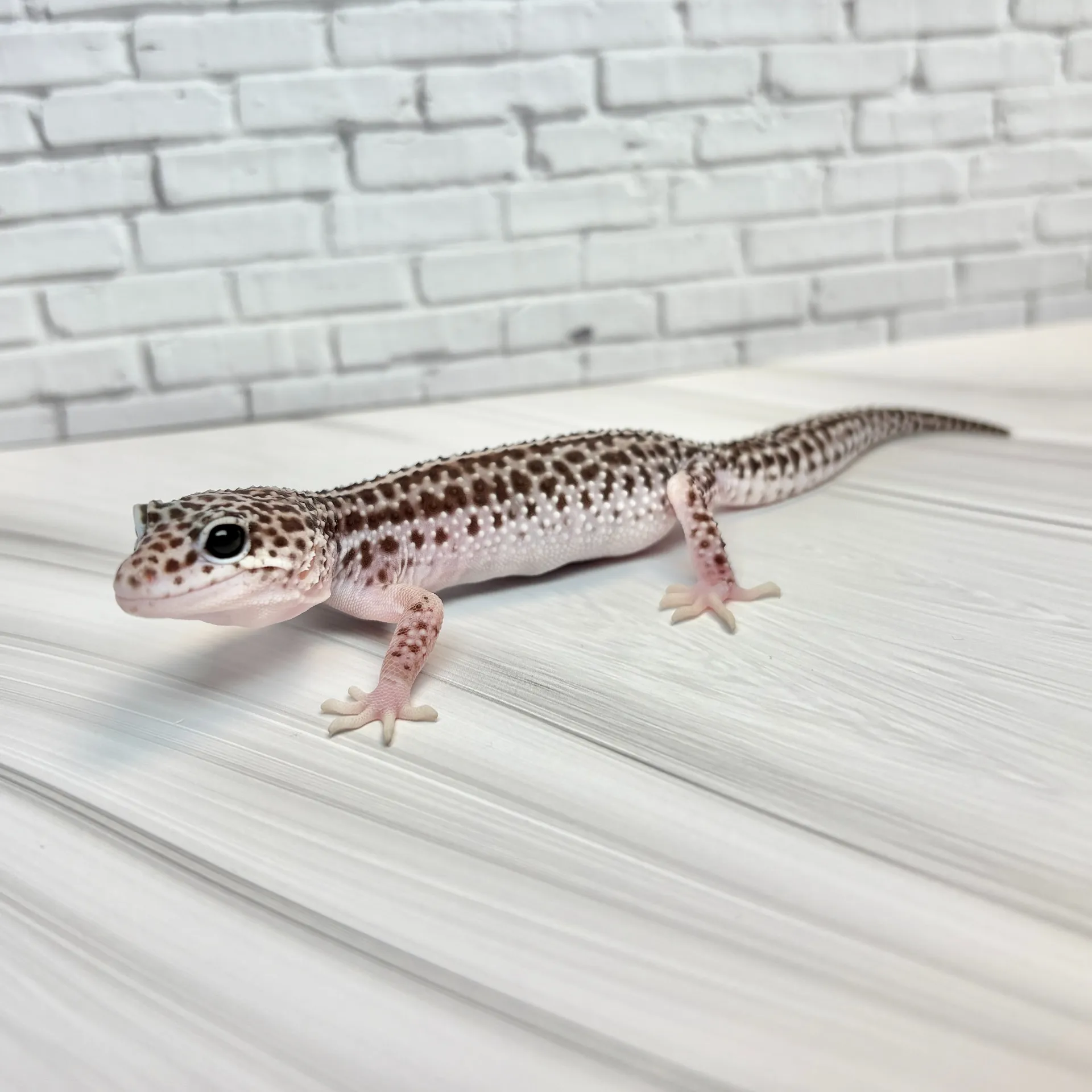 ヒョウモントカゲモドキ スーパーマックスノー♀